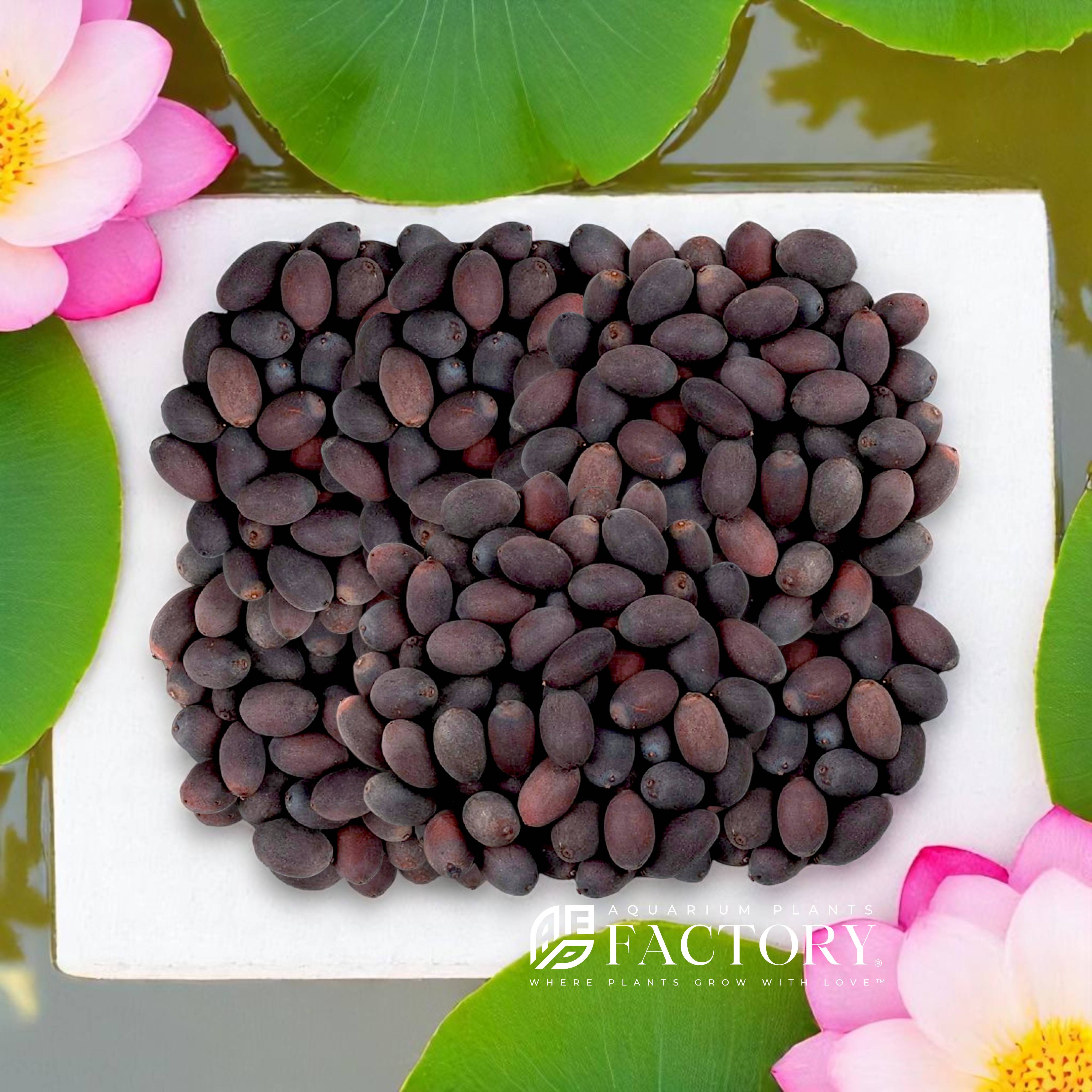 Bring your water garden to life with our Mixed Lotus Seeds — featuring a stunning assortment of pink, white, yellow, and multi-colored lotus varieties. Perfect for ponds, aquascapes, and decorative water features, these seeds are easy to germinate and grow into breathtaking blooms. Each packet includes a natural mix of hardy and tropical lotus seeds, ideal for adding vibrant color, tranquility, and beauty to your outdoor space.