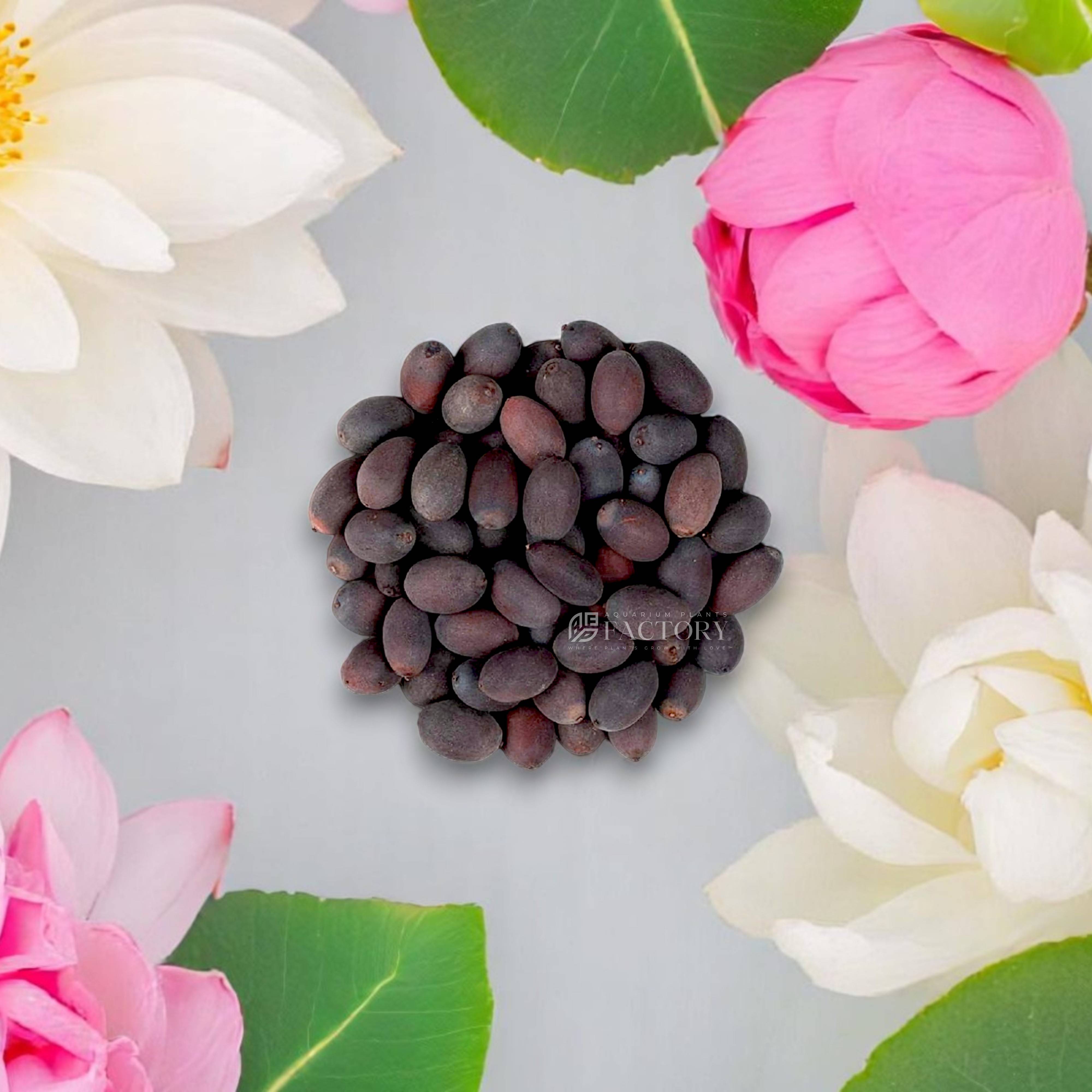 Blooming lotus flowers in various colors grown from mixed lotus seeds in a serene pond