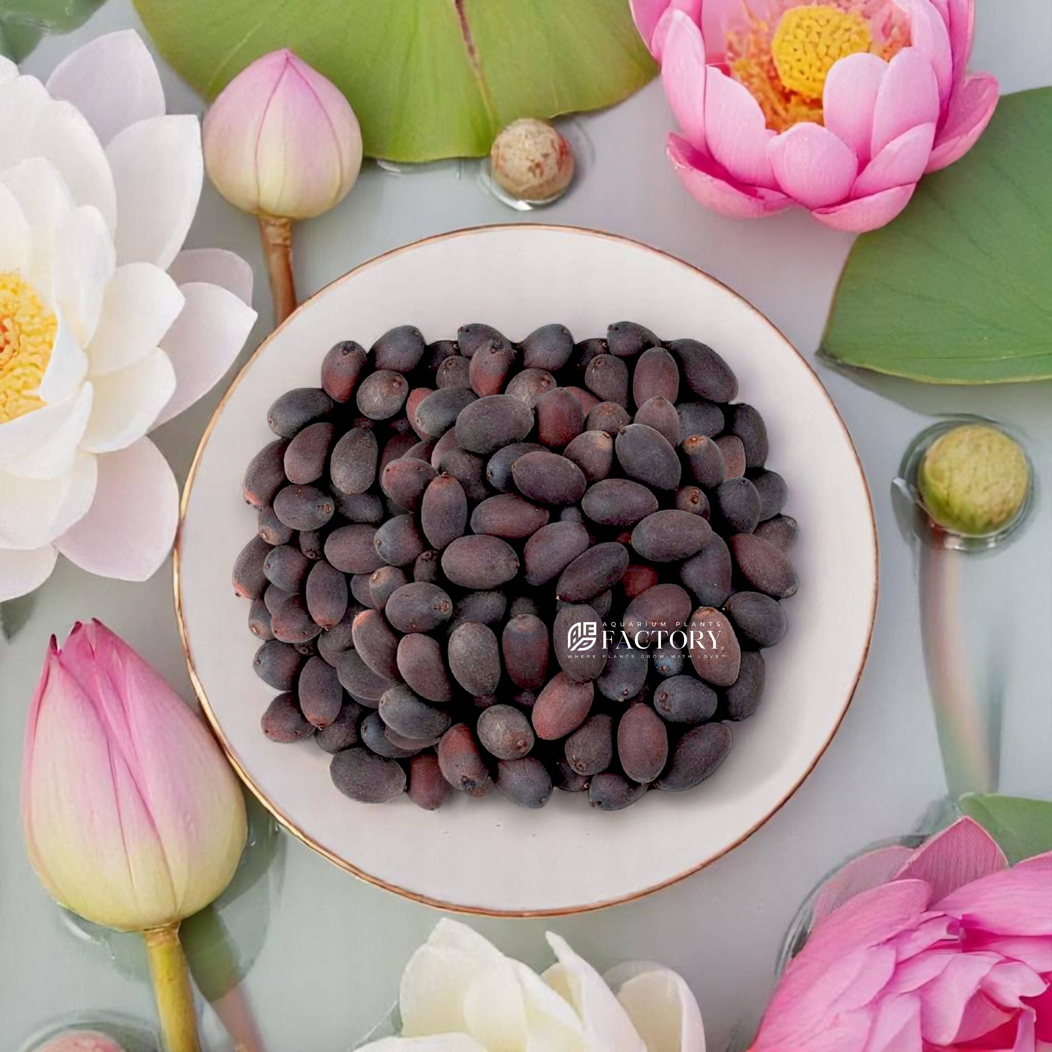 Bring your water garden to life with our Mixed Lotus Seeds — featuring a stunning assortment of pink, white, yellow, and multi-colored lotus varieties. Perfect for ponds, aquascapes, or decorative water features, these seeds are easy to germinate and grow into breathtaking blooms. Each packet includes a natural mix of hardy and tropical lotus seeds, ideal for adding vibrant color, tranquility, and beauty to your outdoor space. Whether you're a beginner or an experienced gardener, growing lotus from seed is