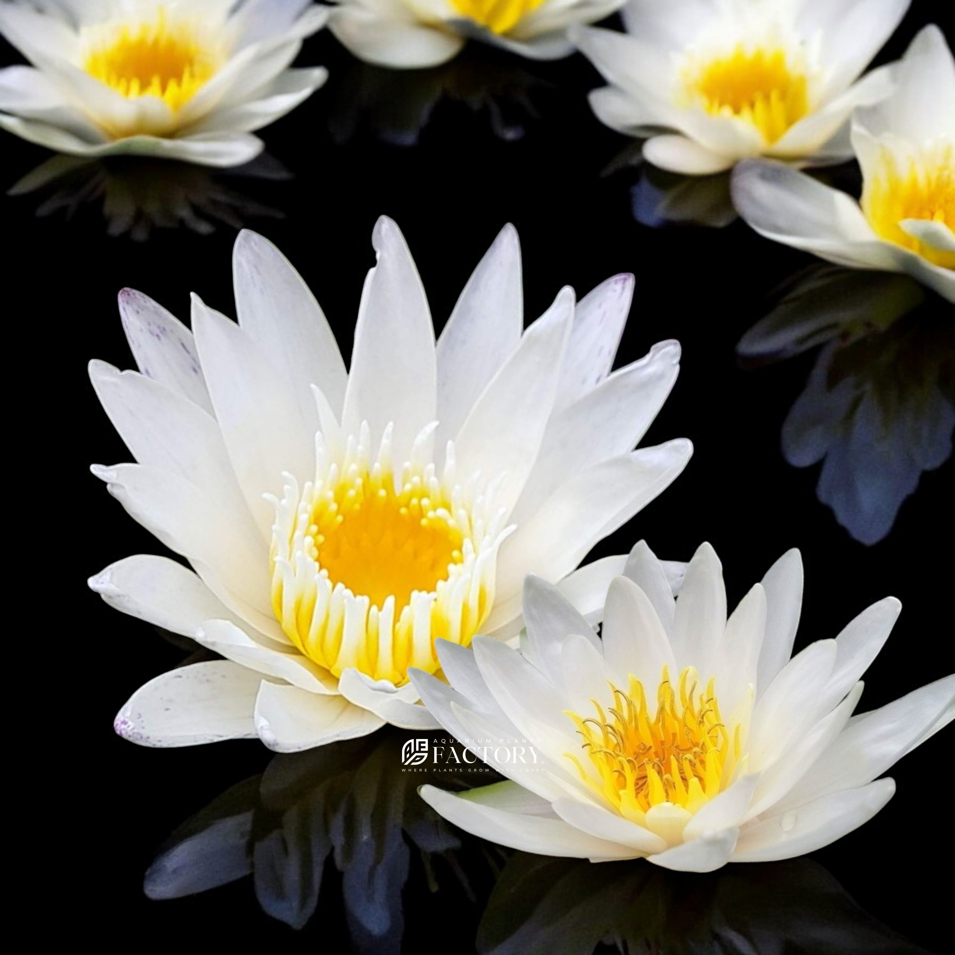 Nymphaea Colossea White Hardy Water L...