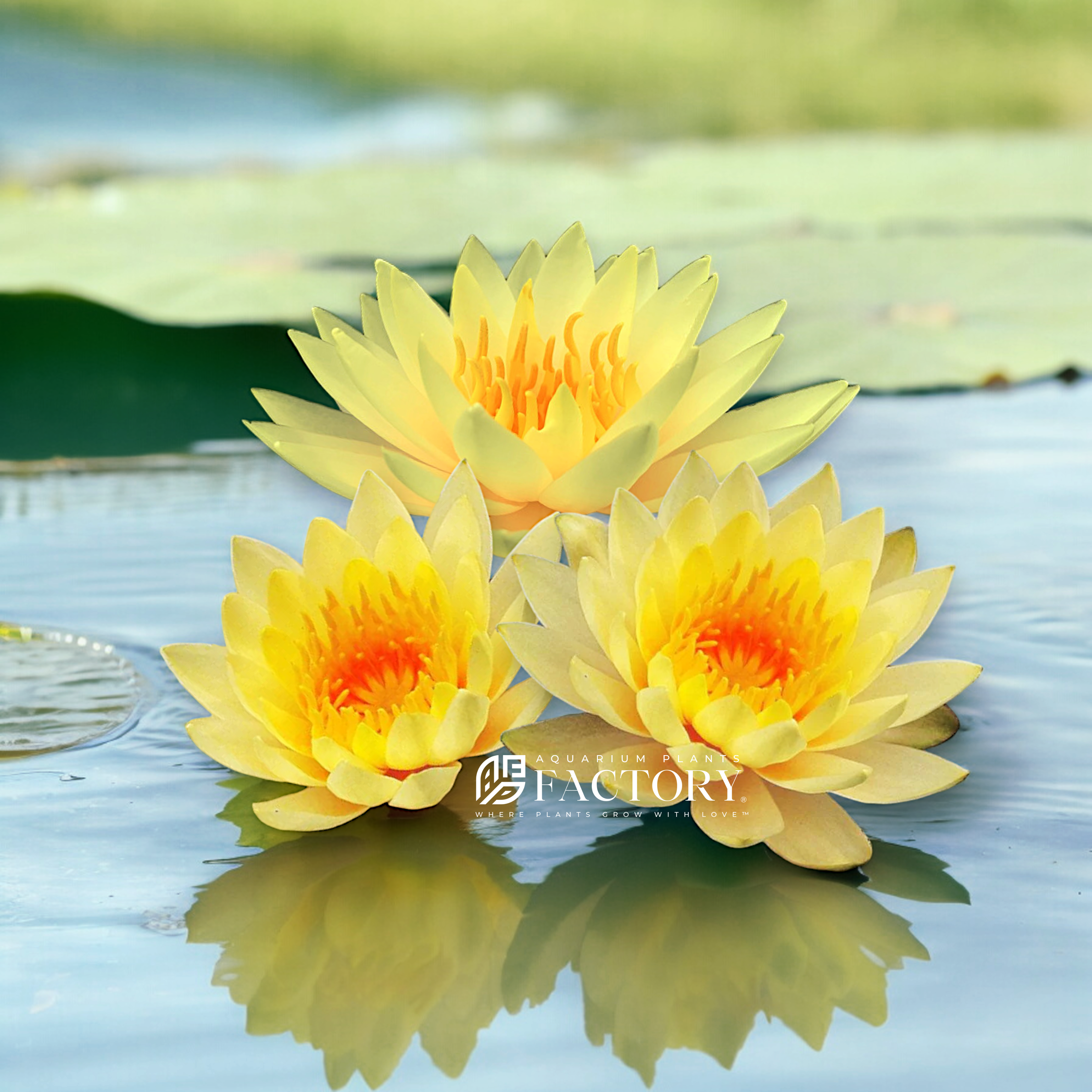 Nymphaea 'Inner Light' is a remarkable water lily that brings vibrant color and elegance to any water garden. Its stunning blooms, lush foliage, and ease of care make it a perfect choice for enhancing your aquatic landscape. Add the enchanting Nymphaea 'Inner Light' to your pond today and enjoy the continuous beauty it brings to your water garden environment.