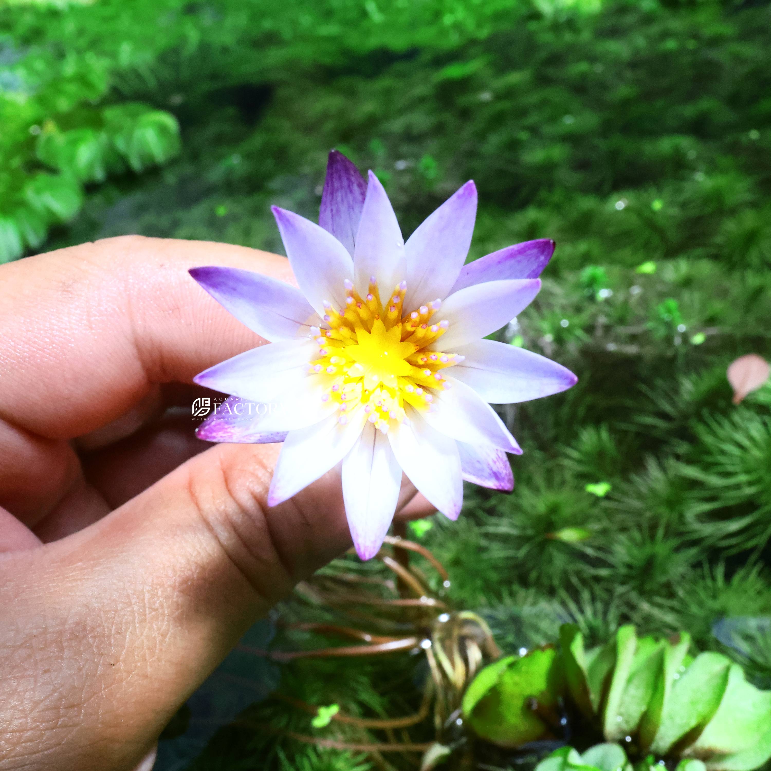 The flowers of Nymphaea Purple Joy are large and showy, with a deep purple color that is sure to add a pop of color to any pond or water garden. The blooms are held above the water on sturdy stems and have a sweet fragrance that attracts pollinators such as bees and butterflies. The leaves of this water lily are green, adding visual interest to the plant even when it is not in bloom.