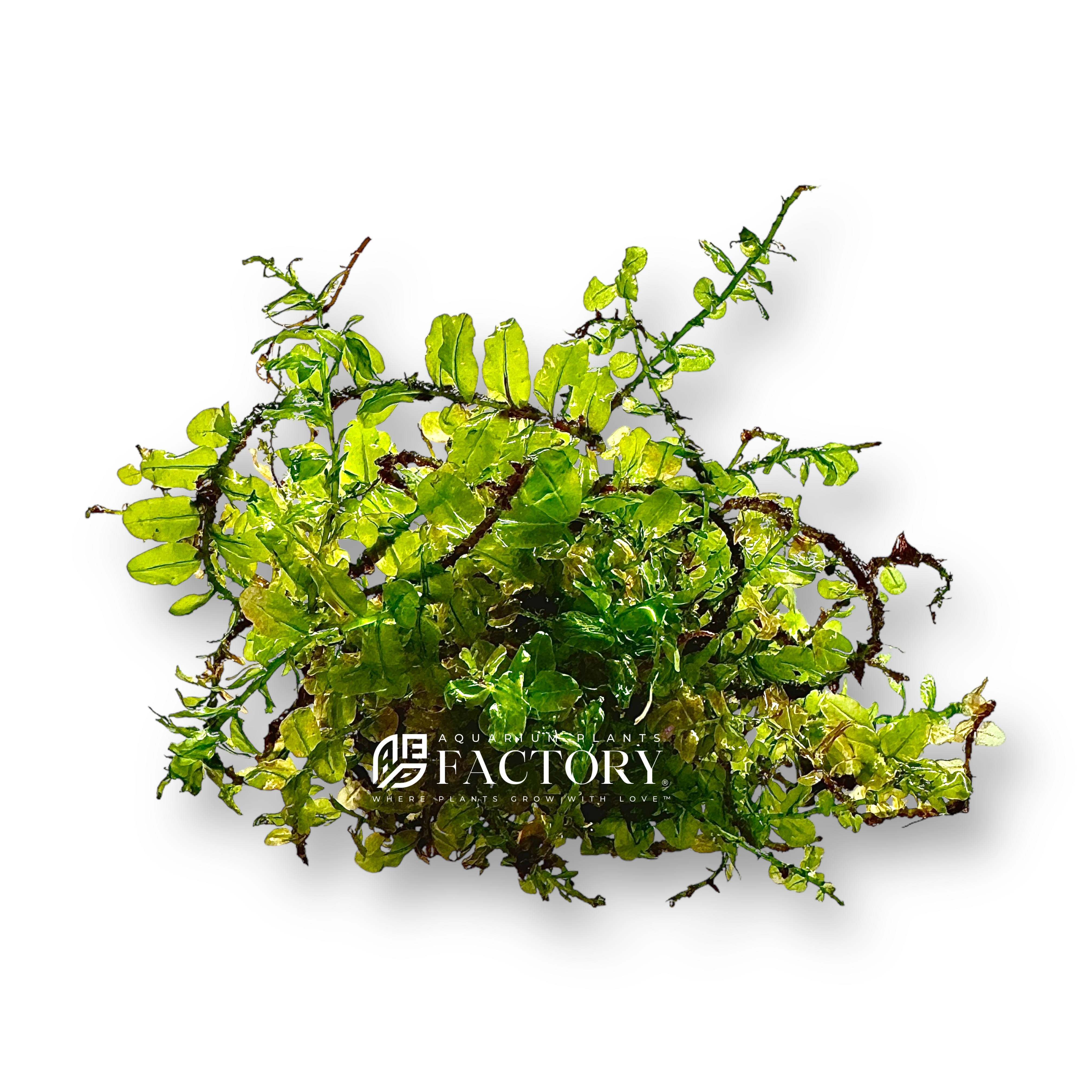 Plagiomnium sp. Butterfly (Butterfly Moss) is an exceptional choice for aquarists seeking to add a touch of rarity and elegance to their freshwater aquariums. Its distinctive butterfly-shaped leaves and vibrant green color make it a standout addition to any aquascape. Easy to care for and highly versatile, Butterfly Moss is perfect for creating lush, natural underwater landscapes.
