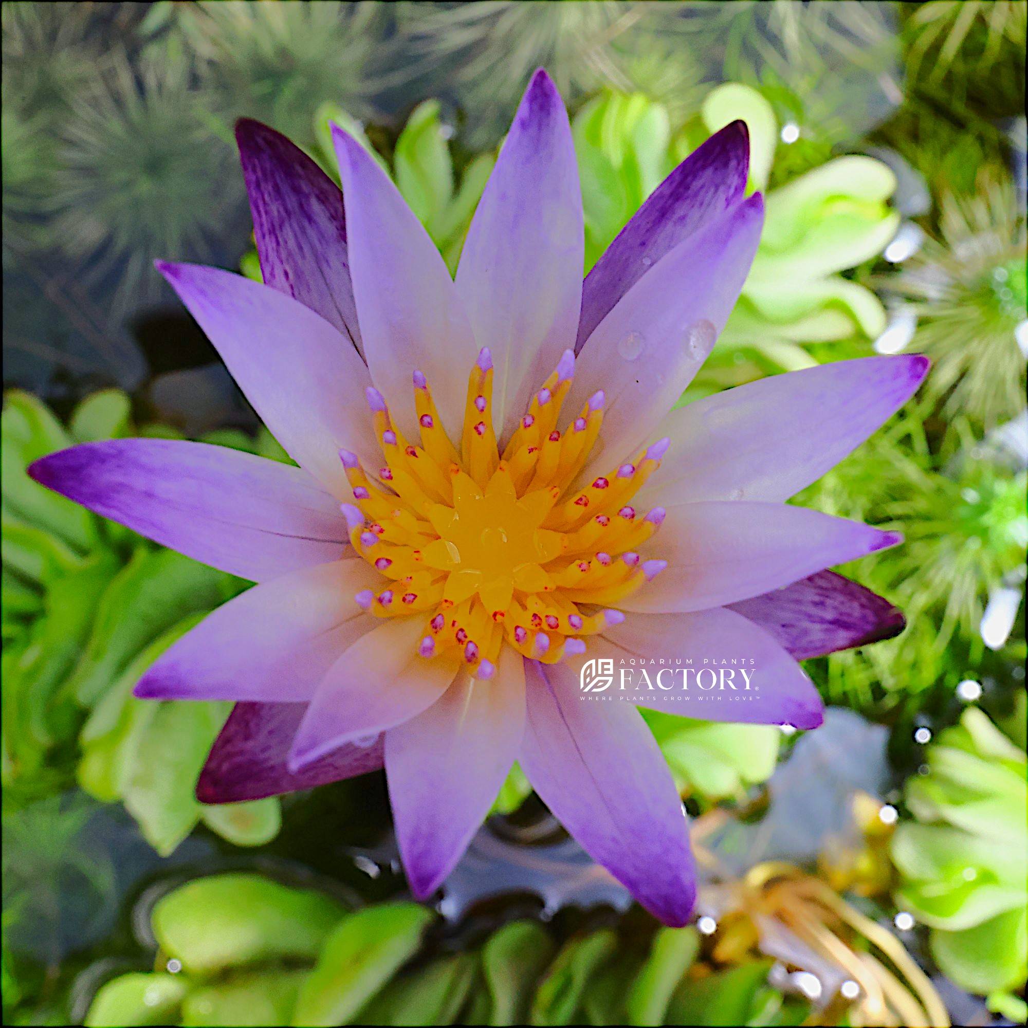 Nymphaea Purple Joy | Purple & White Tropical Water Lily