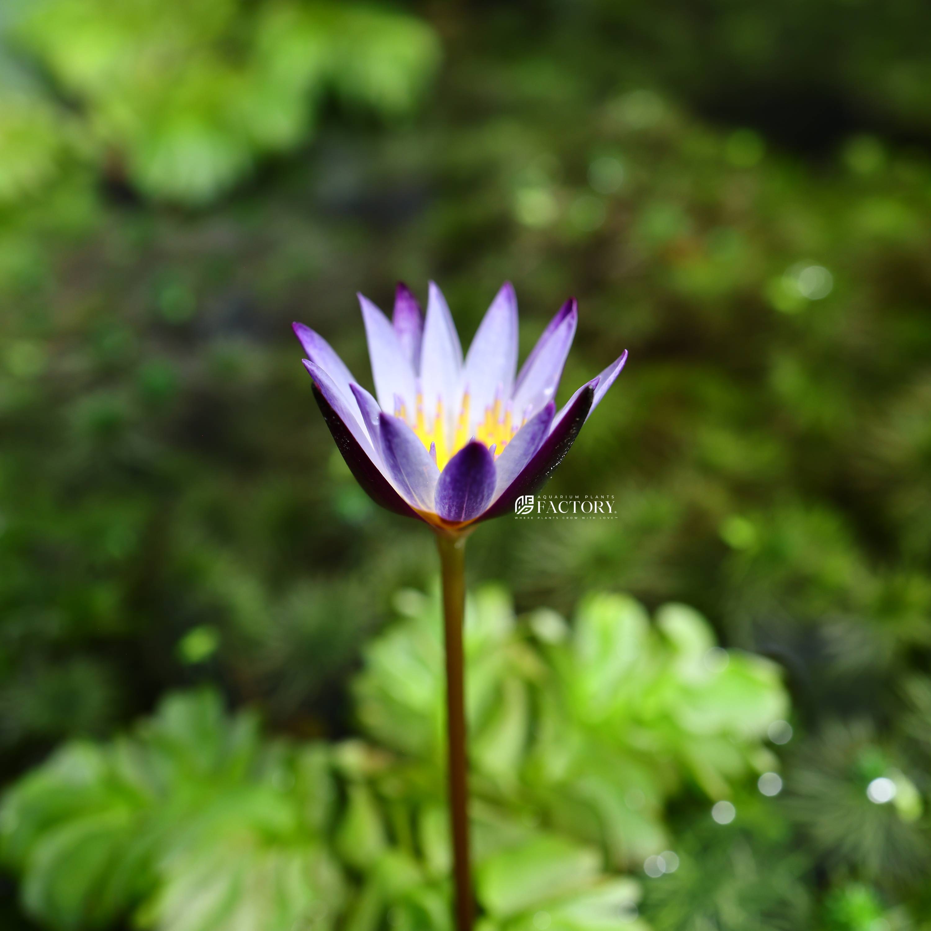 close-up flower of Nymphaea Purple Joy