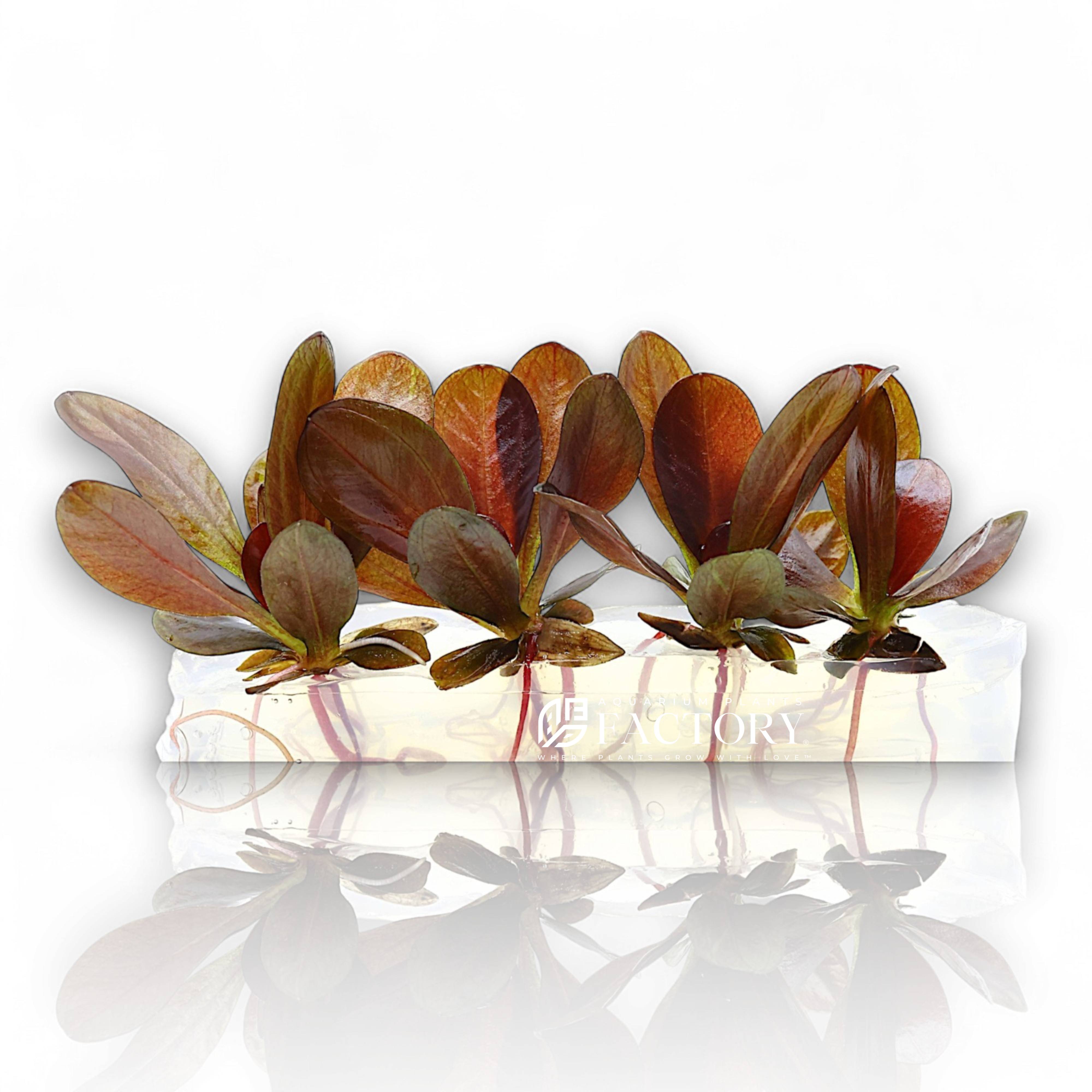 Echinodorus Reni Vitro Culture with ruby red leaves, midground aquarium plant