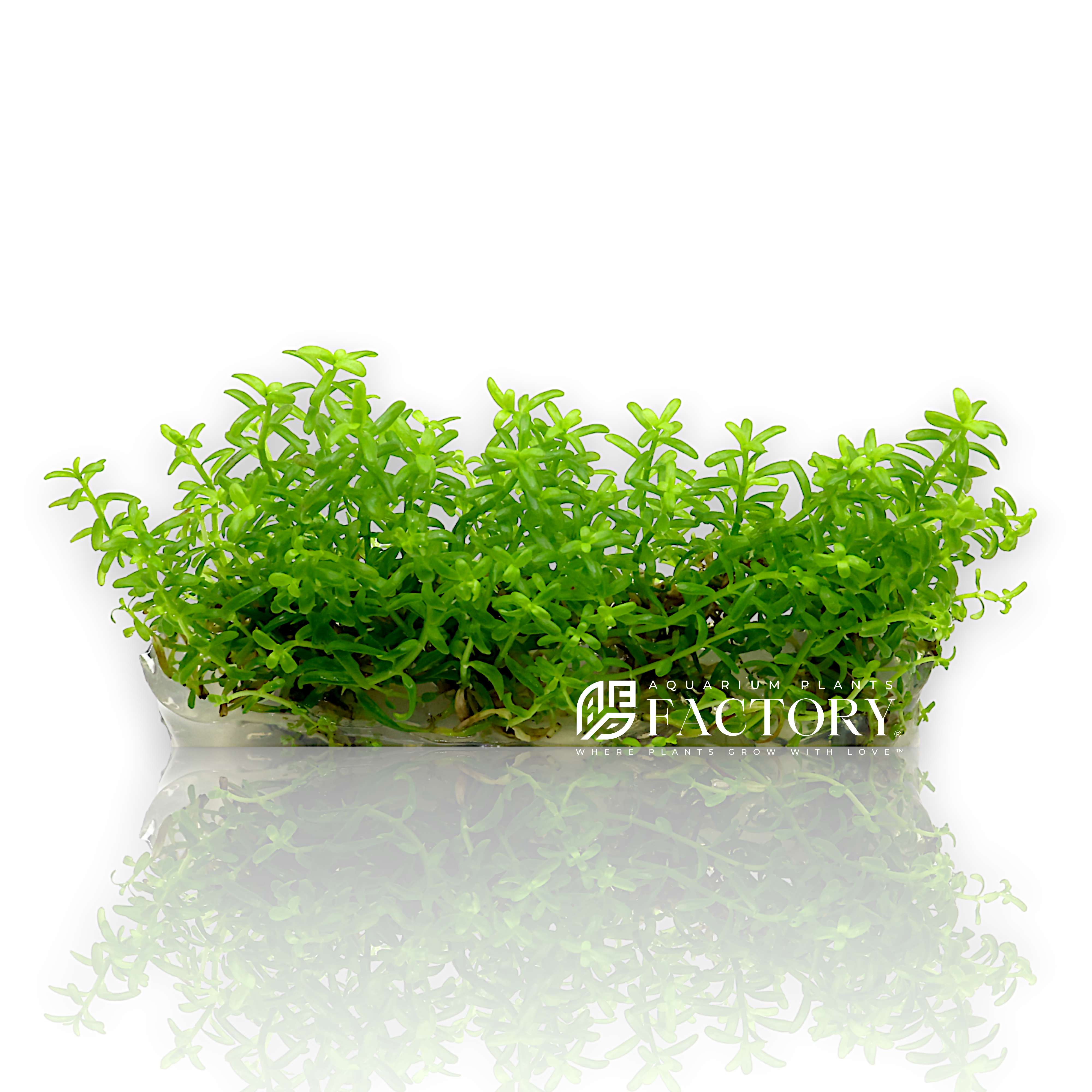Rotala Green Tissue Culture APF Aquarium Plants Factory®