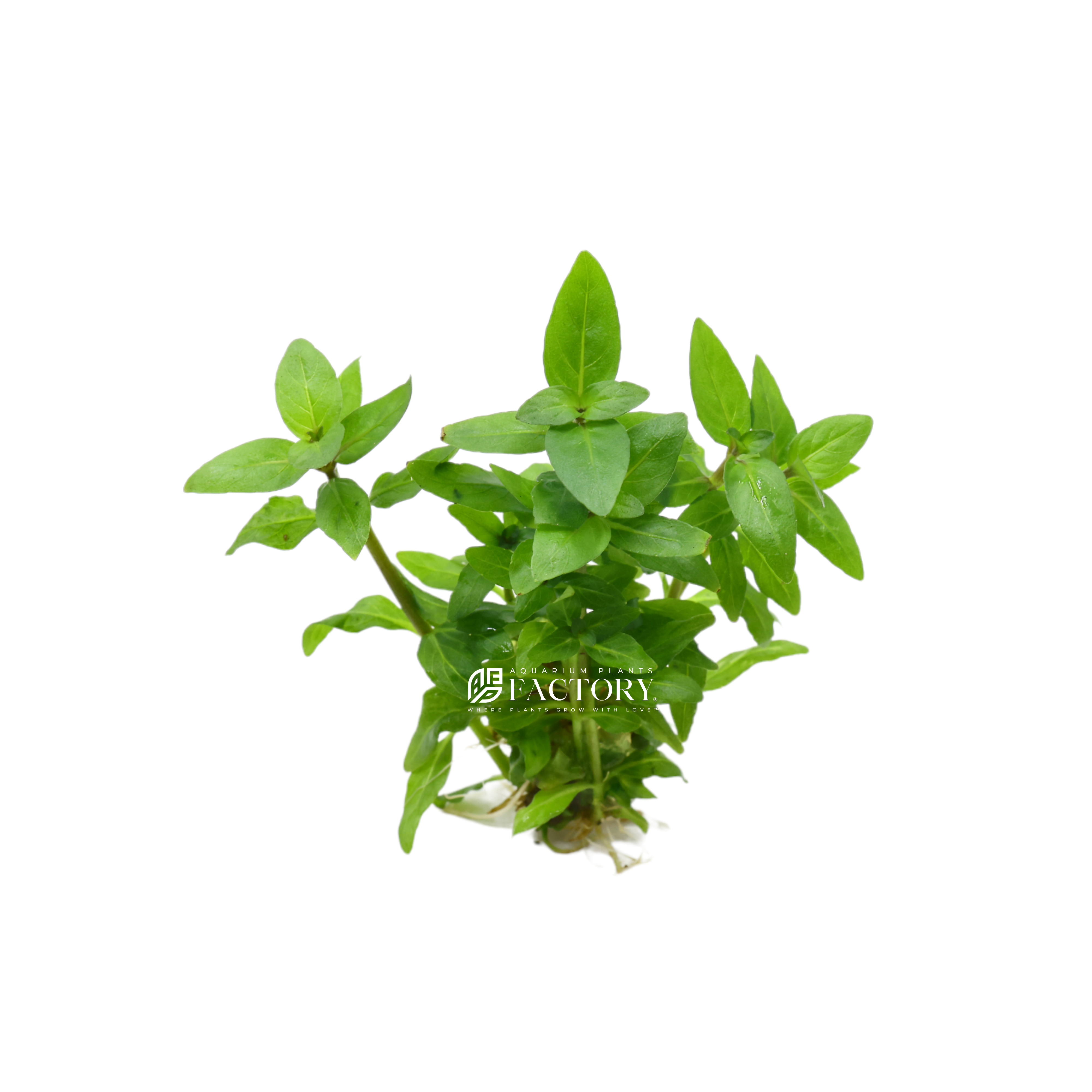 Whether you're new to this or a seasoned pro, Staurogyne repens is a winner. It's tough and adaptable, which means you can enjoy its beauty without fussing over it. And the way it grows, spreading across the bottom of your tank, gives your underwater world a fresh and natural vibe.