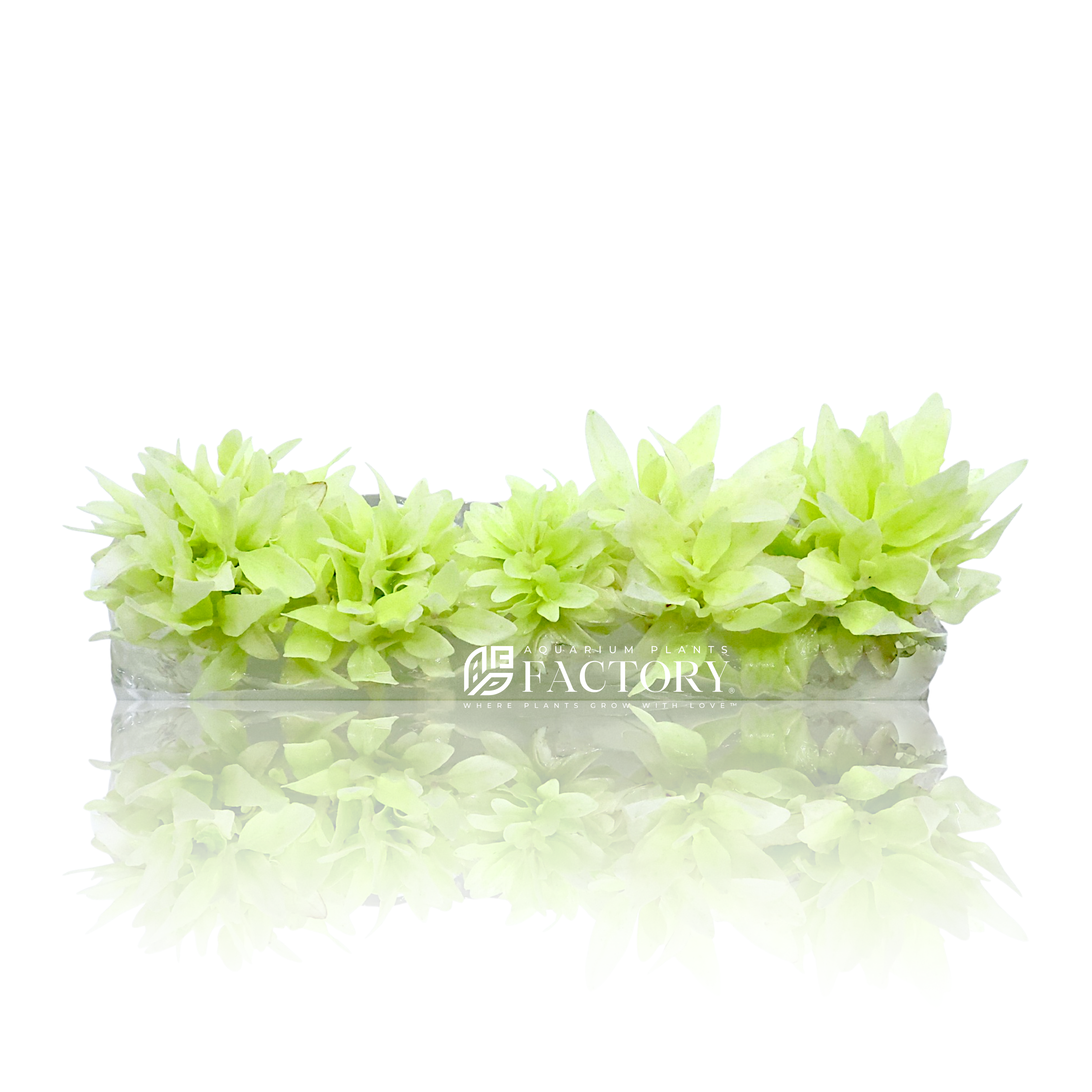 Staurogyne Repens ‘White Albino’ (Variegated) is an extraordinary hybrid developed by ADA Japan, renowned for its stunning albino foliage. Completely lacking green pigment, this aquatic rarity boasts pristine white leaves, creating a dramatic and sophisticated contrast within planted aquascapes. As an exclusive and highly coveted addition, it serves as the ultimate centerpiece for collectors and passionate aquarists alike.