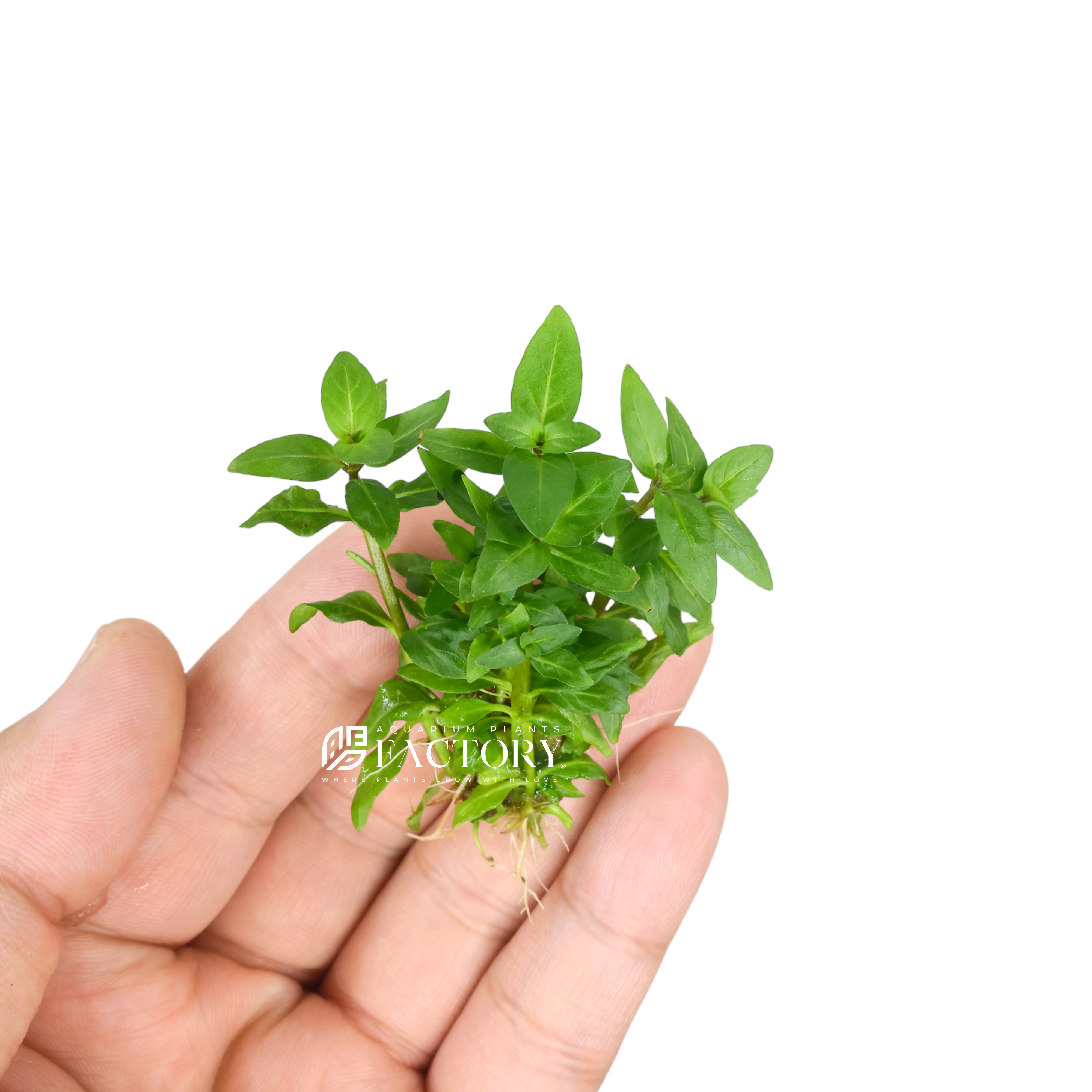 Staurogyne repens is a top pick for aquarium enthusiasts who love planted tanks. It's especially popular as a go-to foreground carpet plant. This plant comes from South America and belongs to the Acanthaceae family. What's so special about it? Well, it grows in a neat way, has a striking green color, and is great at making your tank floor look like a luxurious carpet in aquascapes. It's like nature's art installation right in your aquarium.