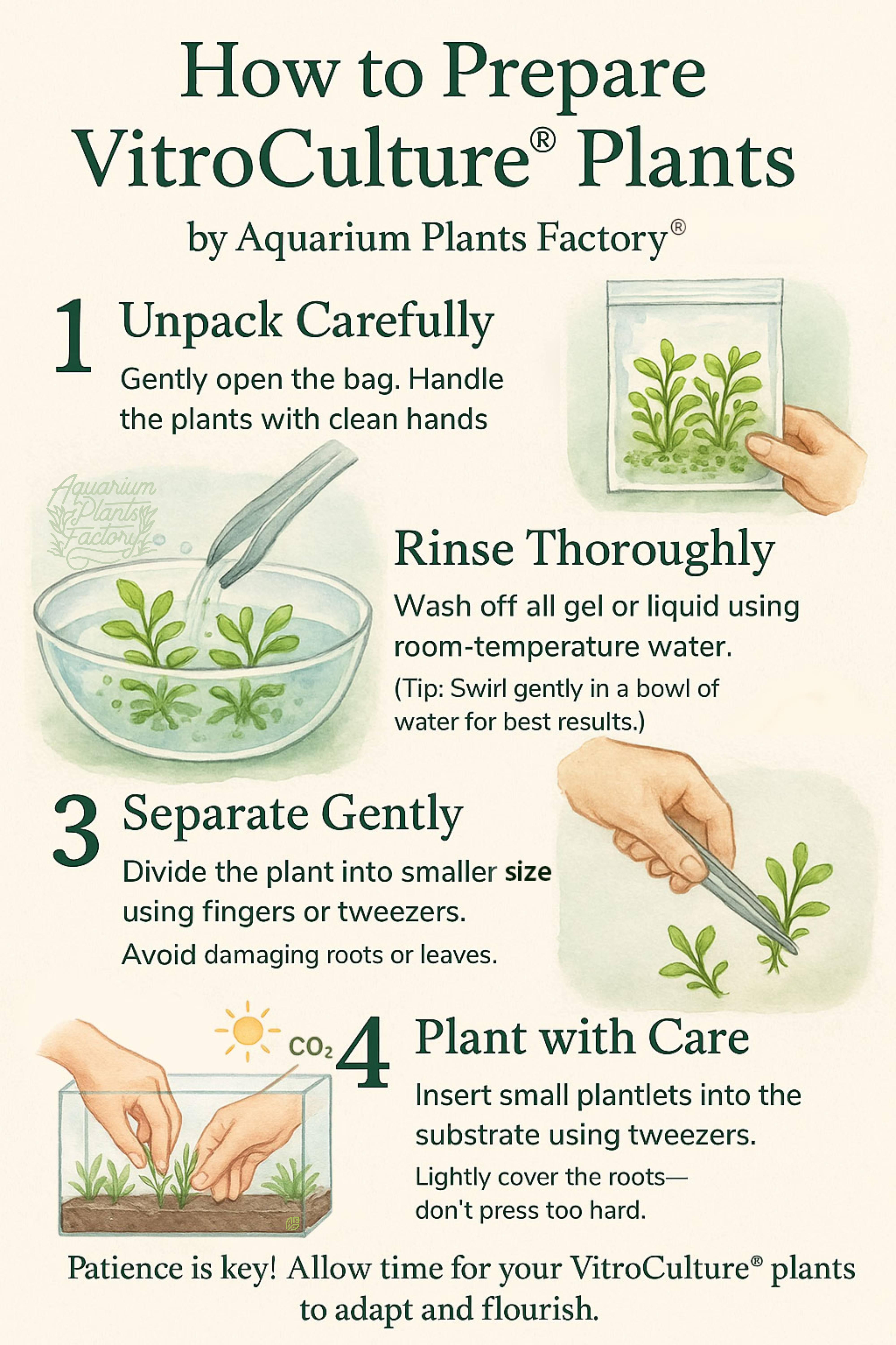 Step-by-step visual guide on how to prepare tissue culture plants by Aquarium Plants Factory, featuring numbered watercolor-style illustrations for each stage: unpacking the plant bag, rinsing off gel, separating plantlets, planting with tweezers, and providing ideal growing conditions in an aquarium.