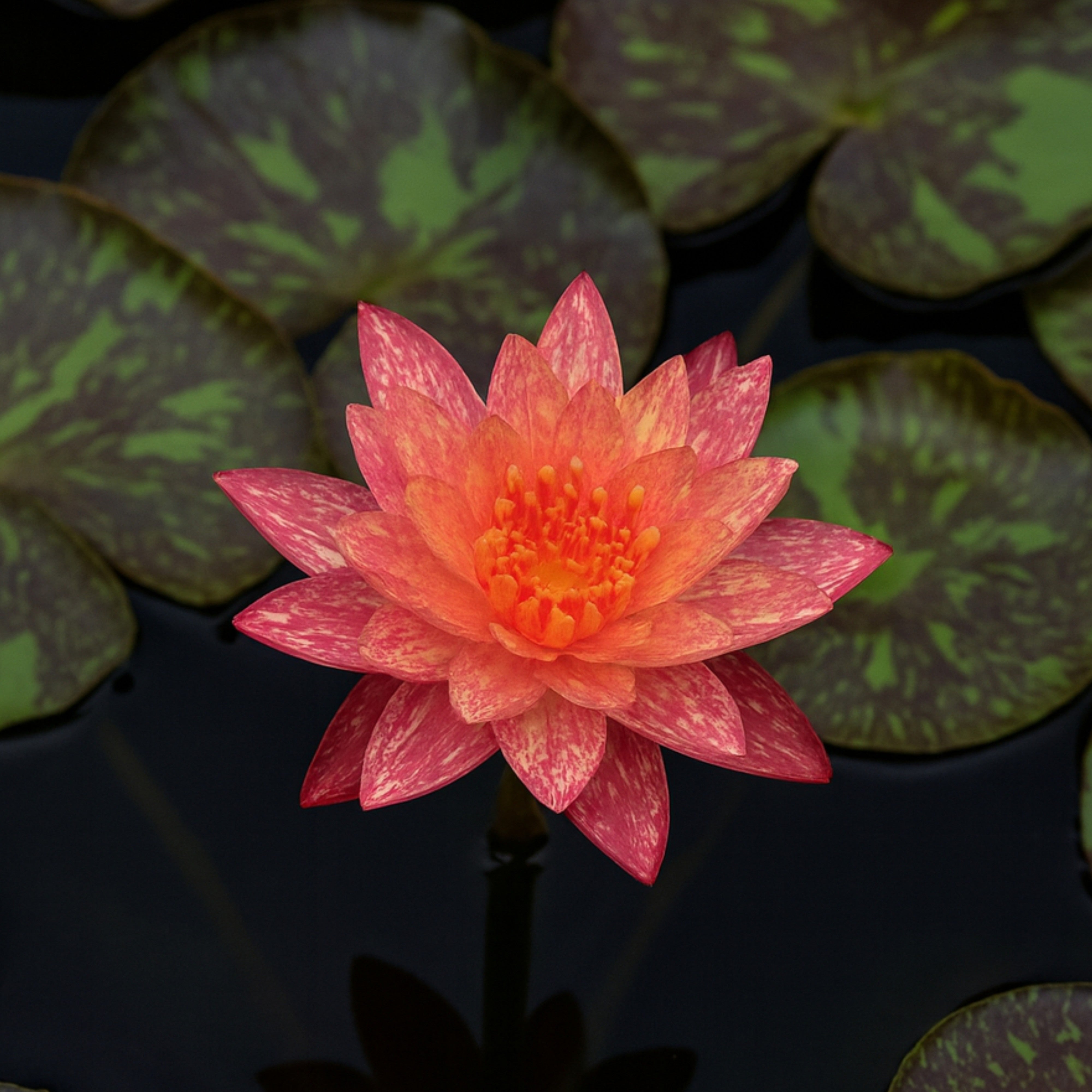 Nymphaea Wanvisa water lily with pink and yellow mottled petals floating on pond water
