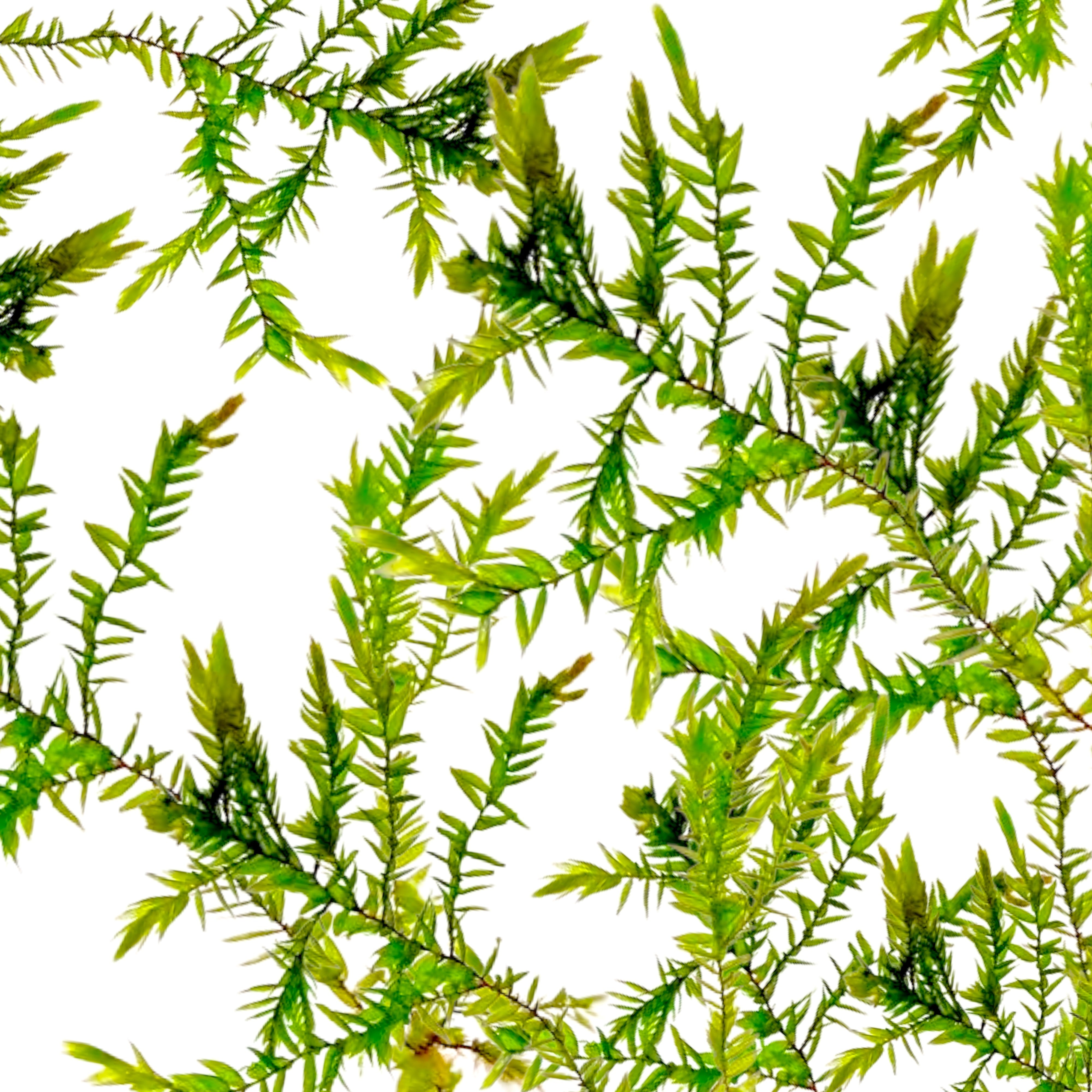 Fontinalis antipyretica Willow Moss portion on white background – Aquarium Plants Factory