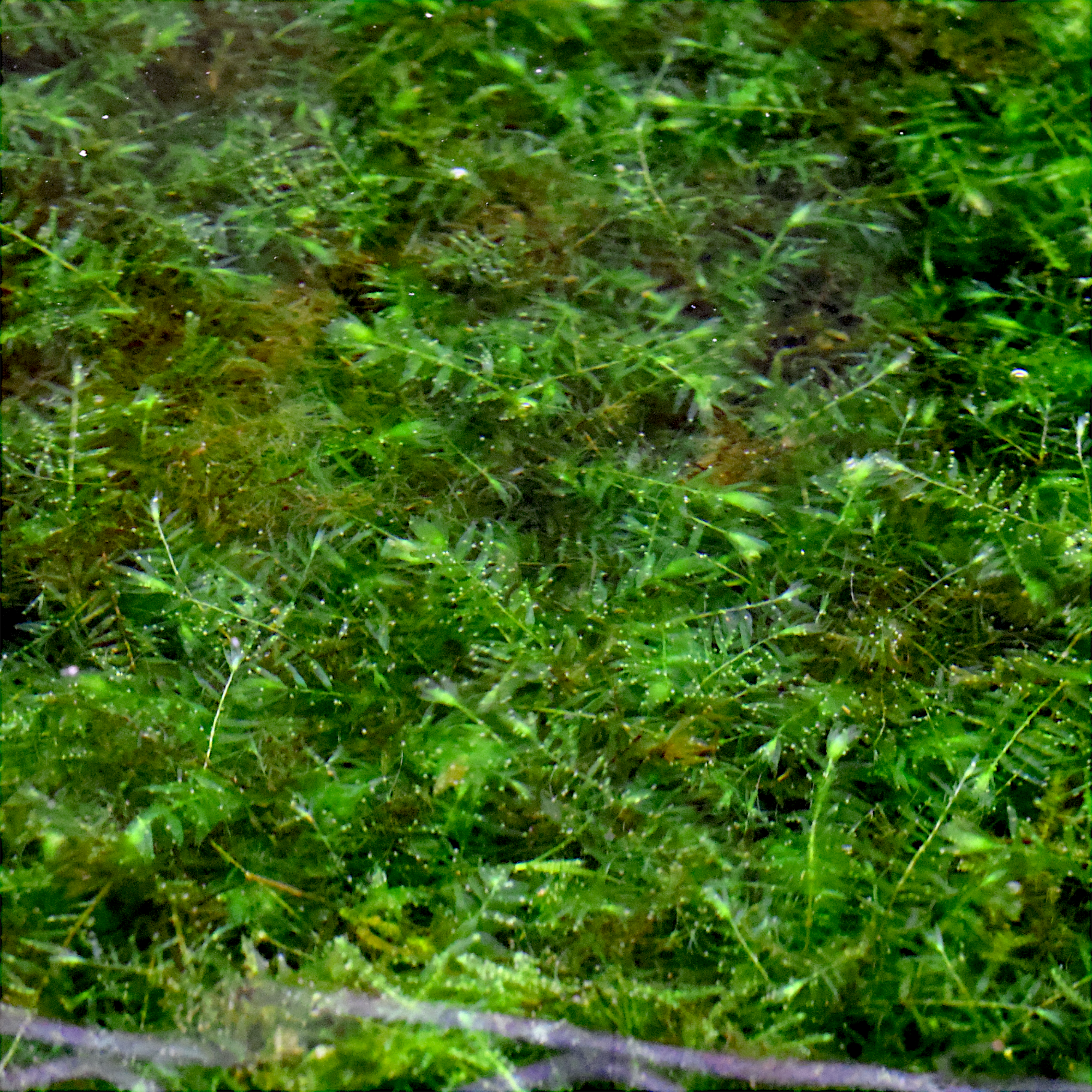 Fontinalis antipyretica (Willow Moss) is a versatile and hardy moss that brings natural beauty and ecological benefits to any freshwater aquarium. Its delicate fronds, adaptability, and low maintenance make it perfect for aquascaping enthusiasts who wish to enhance their aquatic landscapes effortlessly. Create a vibrant, natural habitat for your fish and enjoy the calming beauty of Willow Moss in your aquarium.