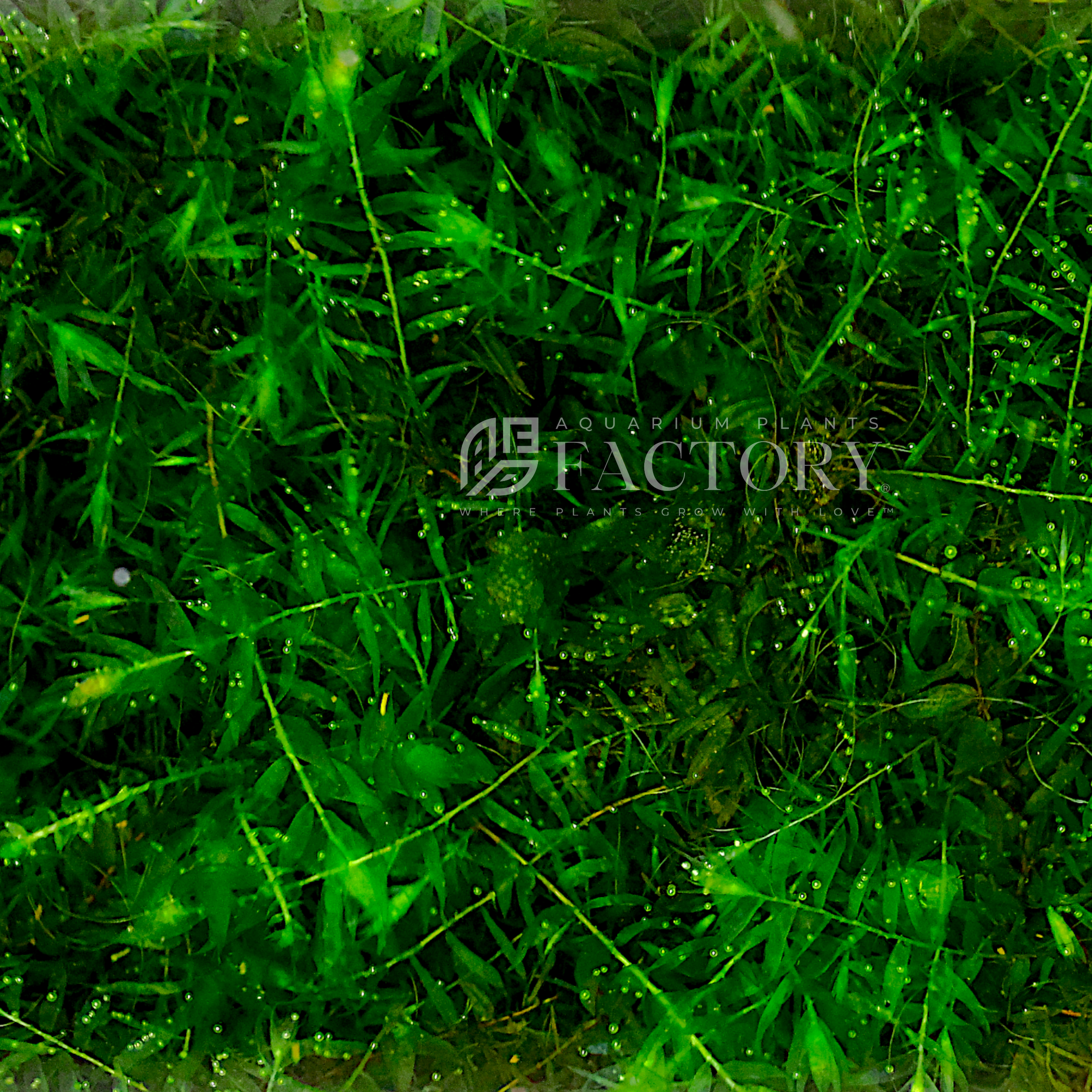 Fontinalis antipyretica (Willow Moss) is a versatile and attractive freshwater moss perfect for aquascaping in both beginner and advanced aquariums. With its lush green, delicate fronds and soft, feathery appearance, Willow Moss adds natural beauty to any tank while enhancing the habitat for your aquatic life.