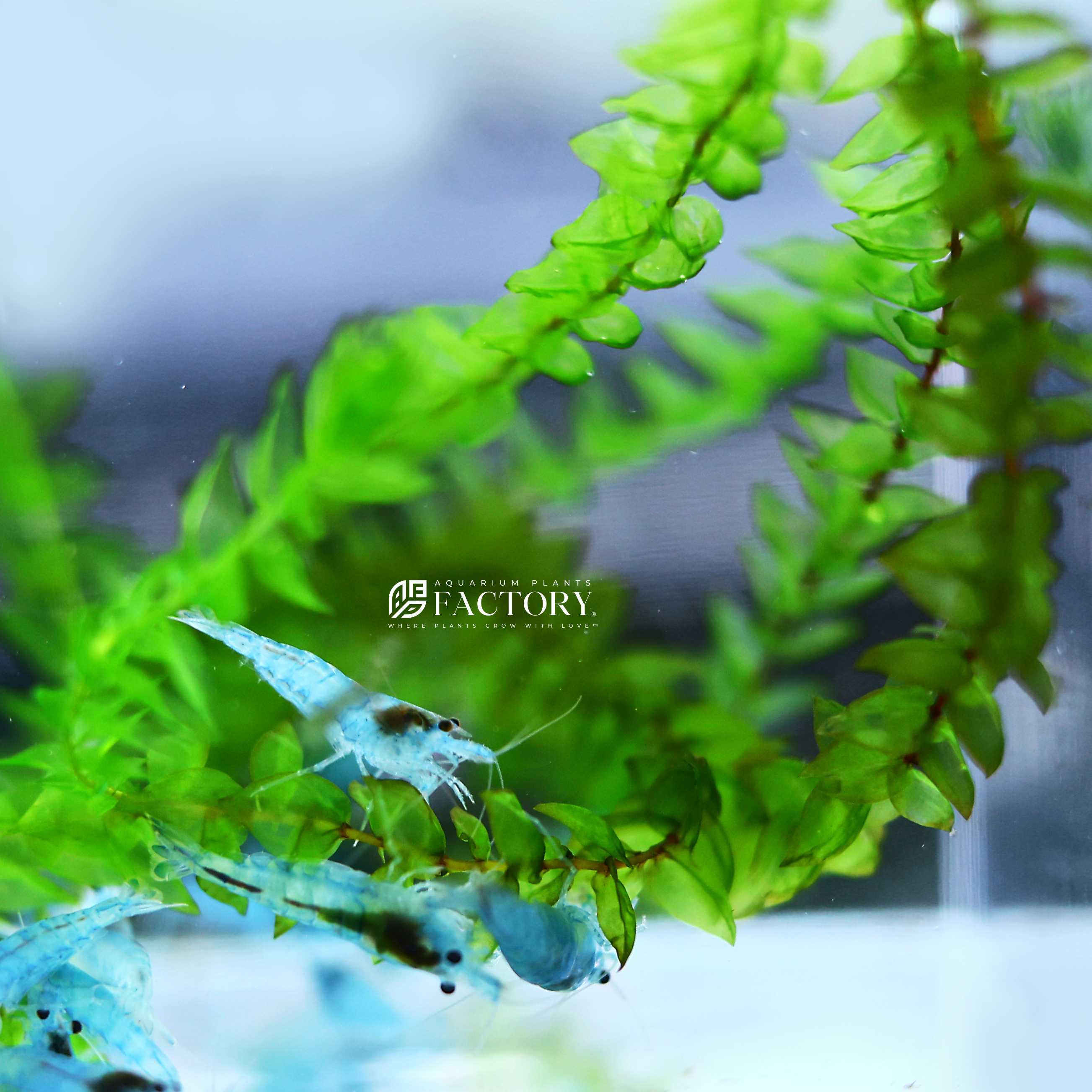 The versatility of Fontinalis antipyretica allows for endless design possibilities. It can be attached to rocks, driftwood, or mesh to create stunning underwater landscapes, vertical walls, or serene moss carpets. Whether you're aiming for a minimalist design or a densely planted aquascape, willow moss adds depth, texture, and a touch of tranquility to any aquatic setup.