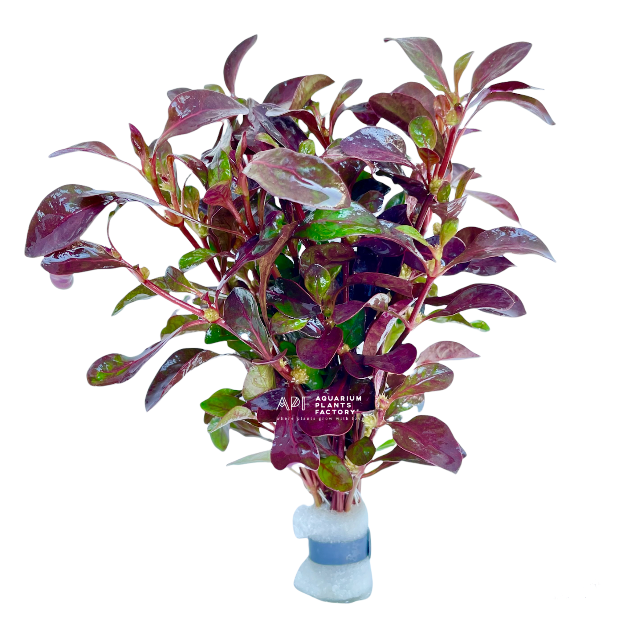 Alternanthera Red Broad Leaf Bunched Aquarium Plants Factory