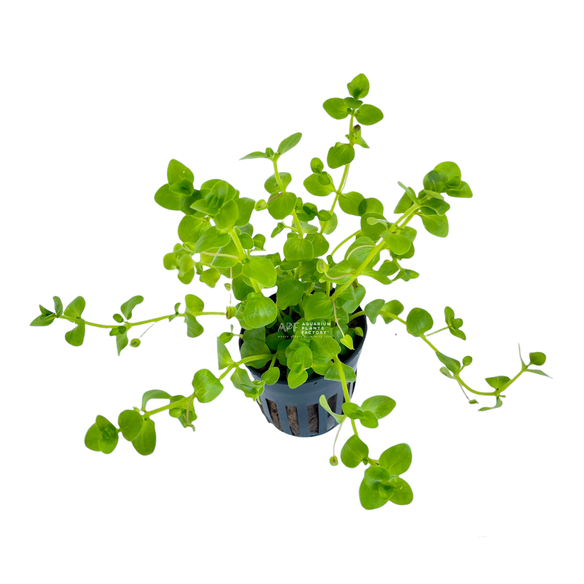 Bacopa Australis Pot / Bacopa Rotundifolia Potted | APF Aquarium Plants Factory