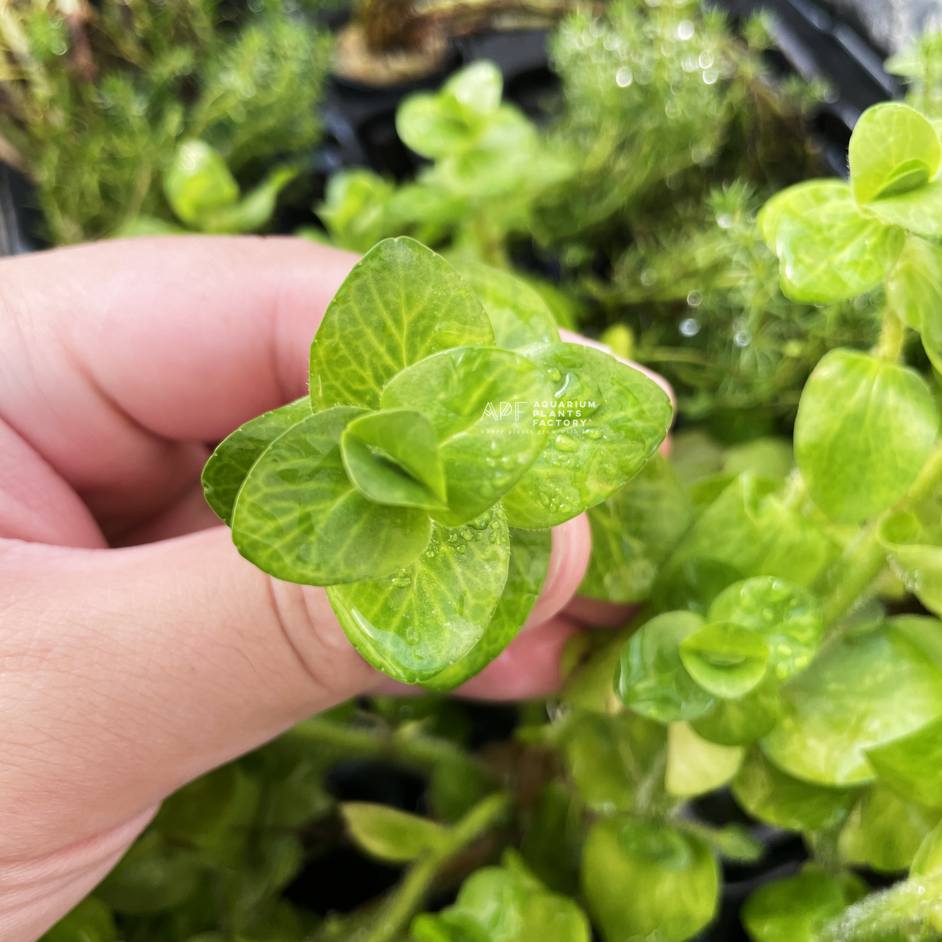 Bacopa Lanigera 'Variegated' | APF Aquarium Plants Factory®