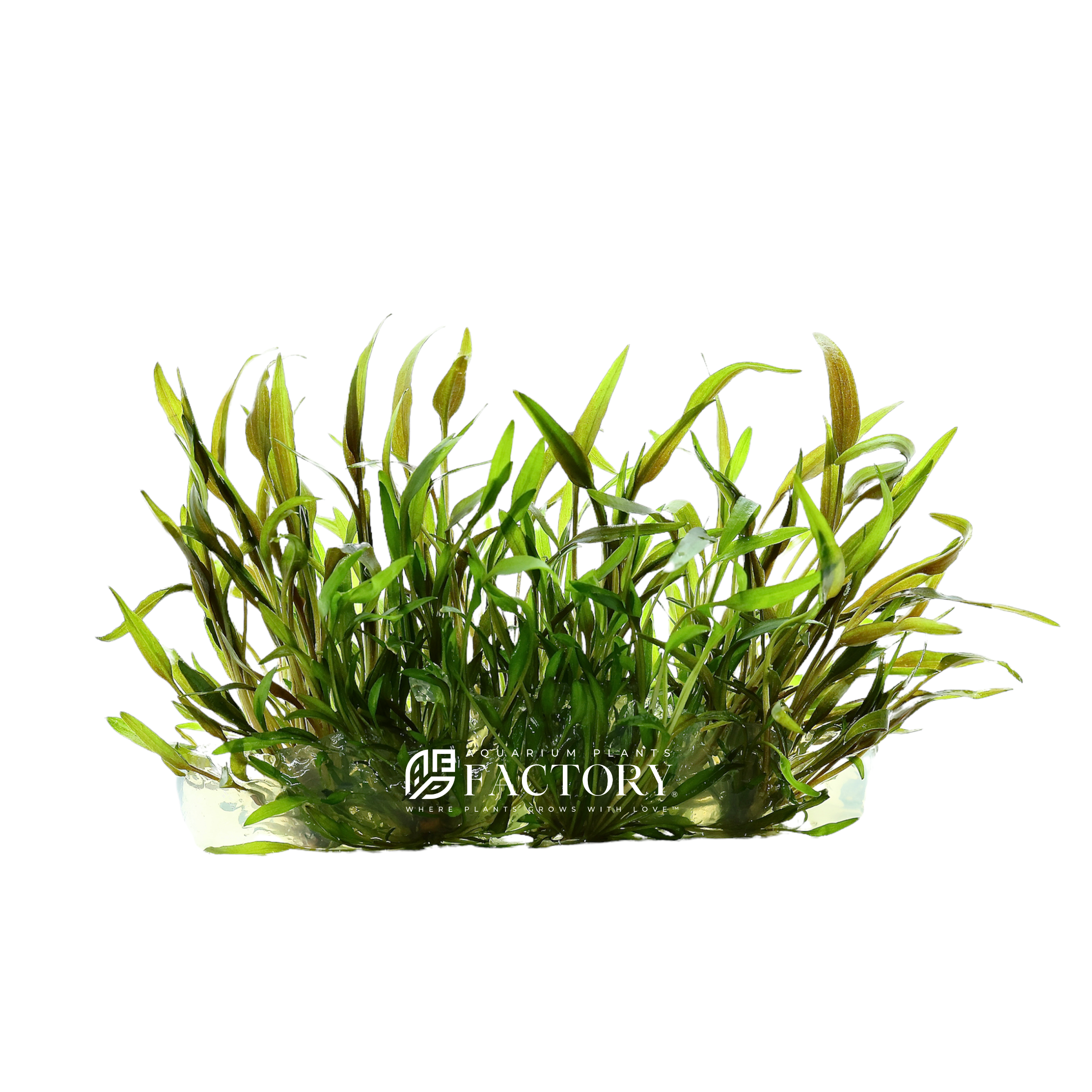 Cryptocoryne Axelrodi Tissue Culture APF Aquarium Plants Factory®