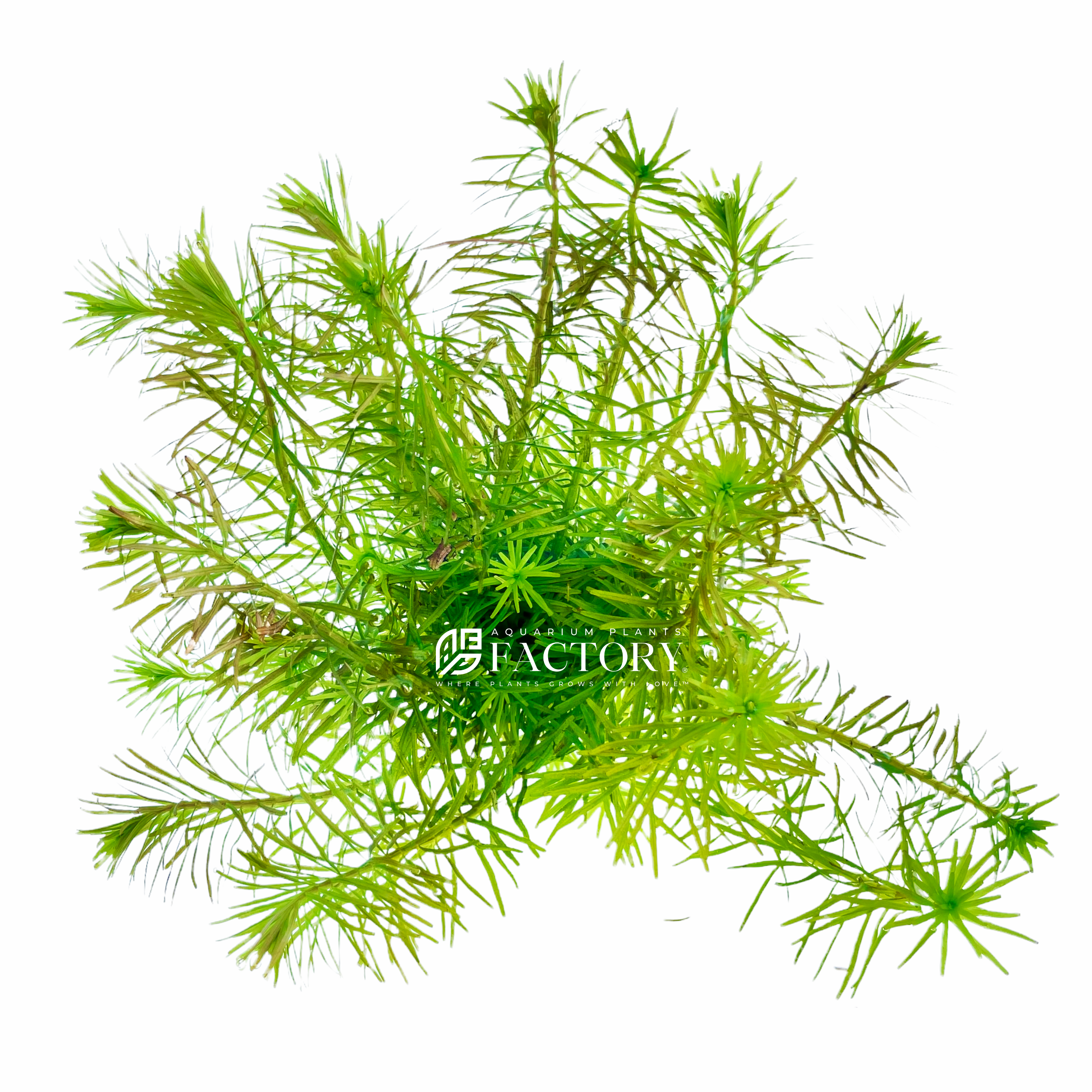 Rotala Nanjenshan APF Aquarium Plants Factory®