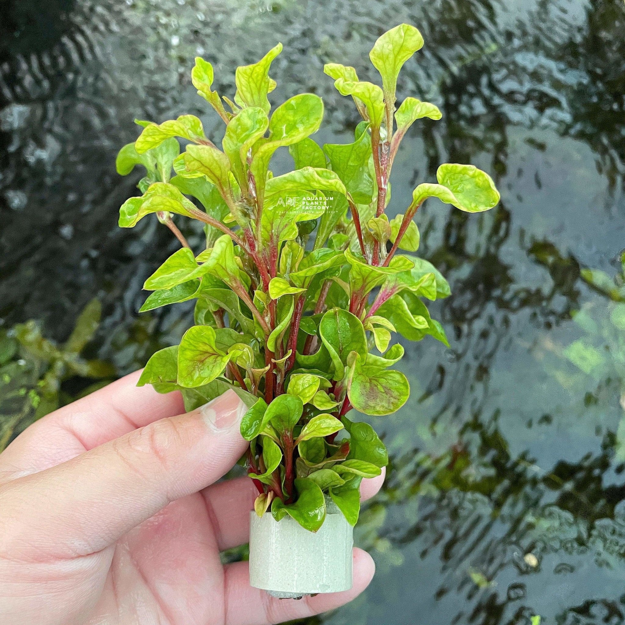 Alternanthera Bettzickiana 'Red' - Aquarium Plants Factory