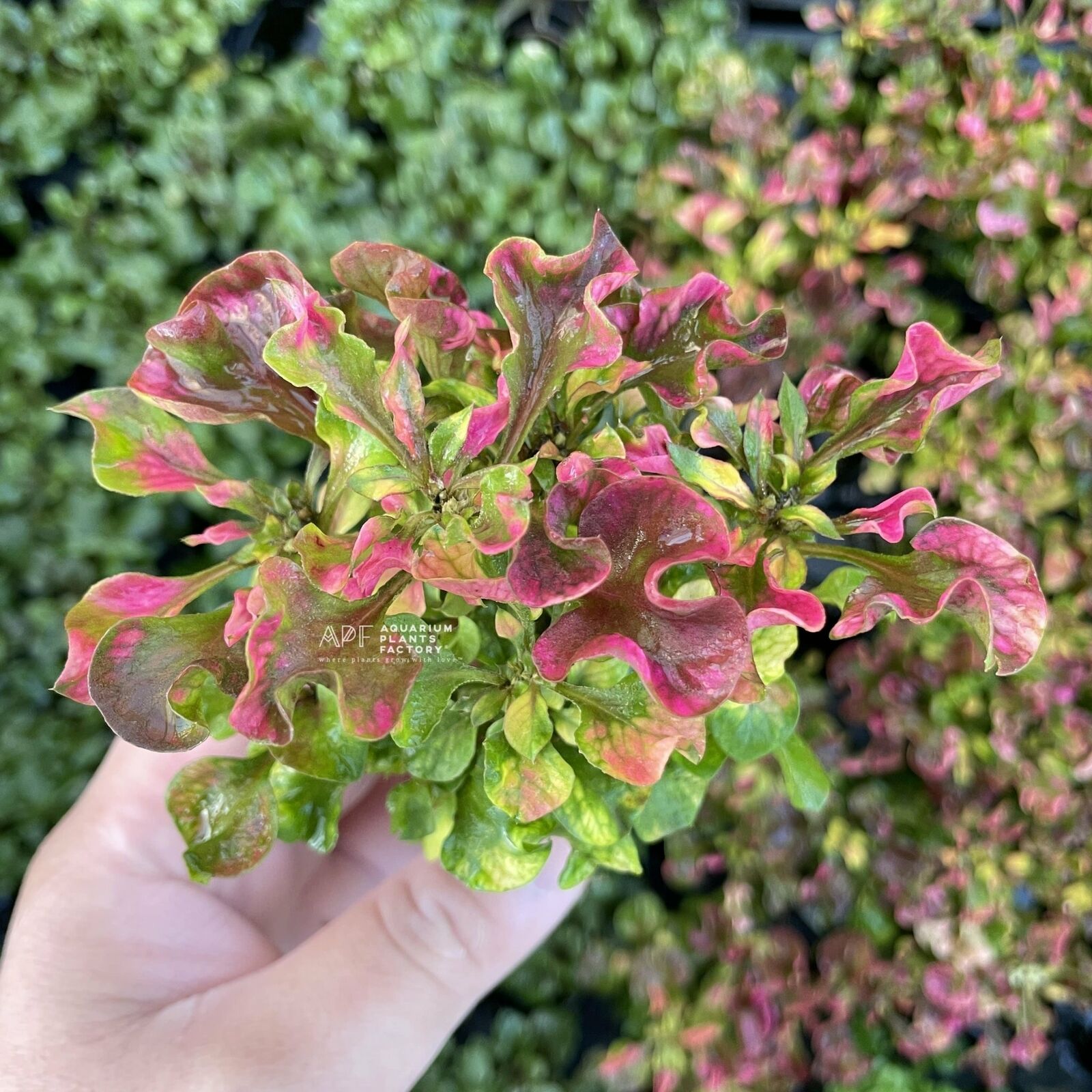 Alternanthera Ficoidea 'Rainbow' APF Aquarium Plants Factory