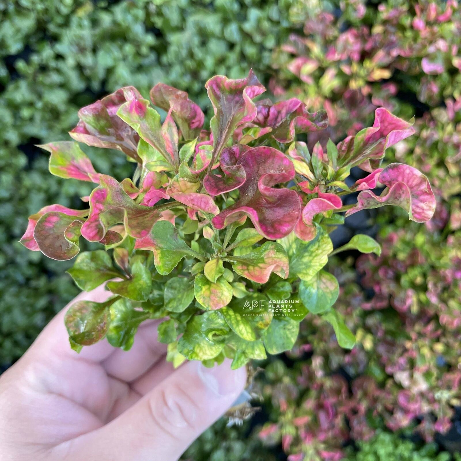 Alternanthera Ficoidea 'Rainbow' APF Aquarium Plants Factory