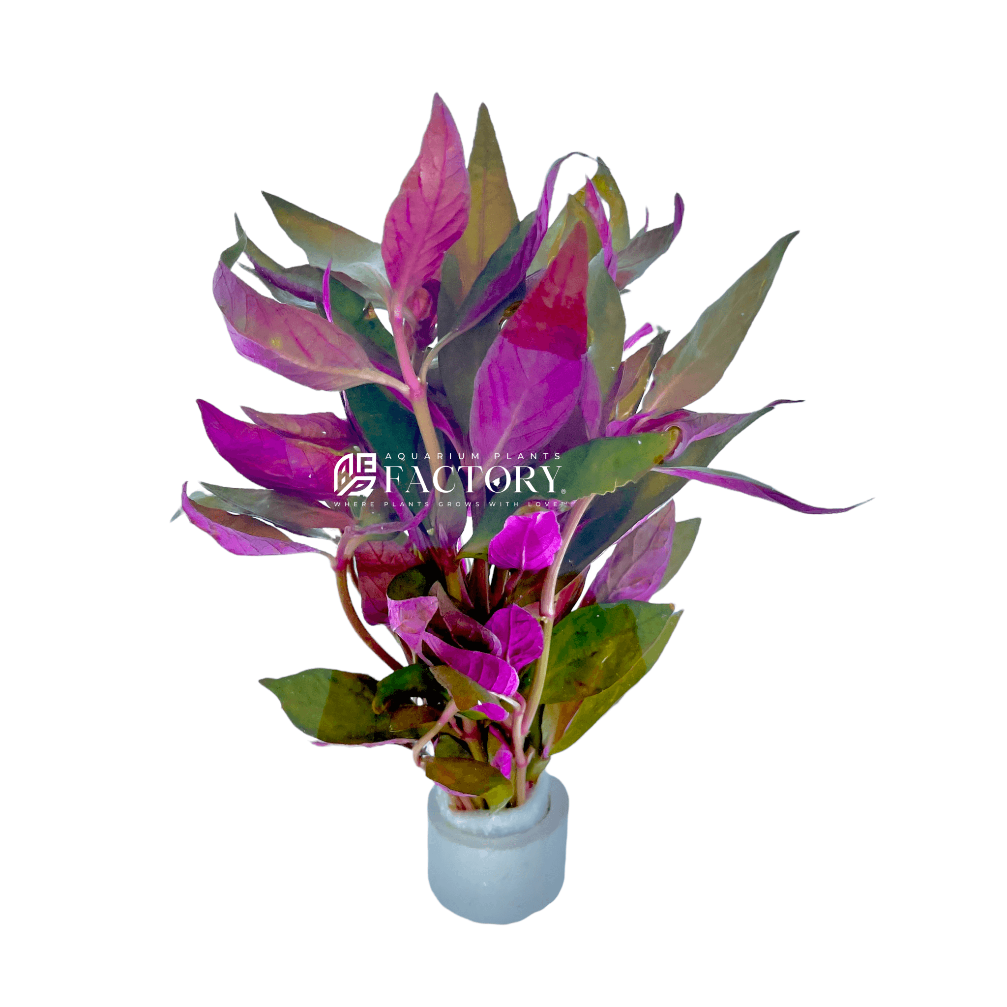 Alternanthera Lilacina APF Aquarium Plants Factory®