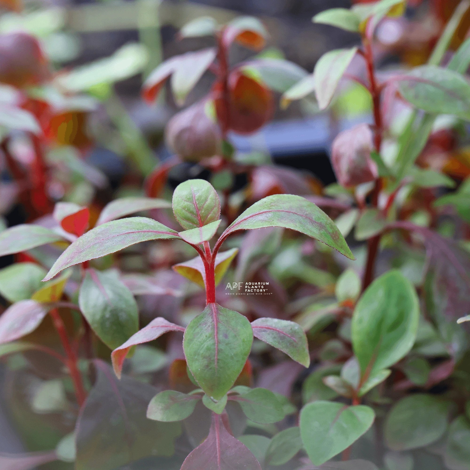 Alternanthera Red Broad Leaf - Aquarium Plants Factory