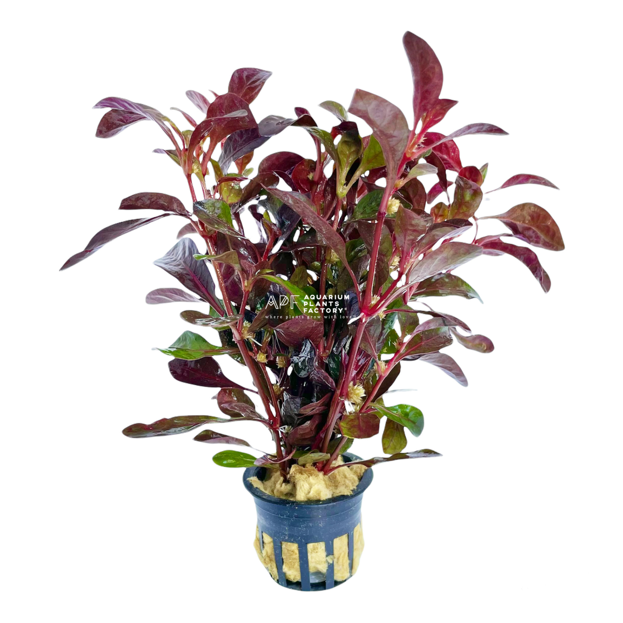 Alternanthera Red Broad Leaf Potted Aquarium Plants Factory