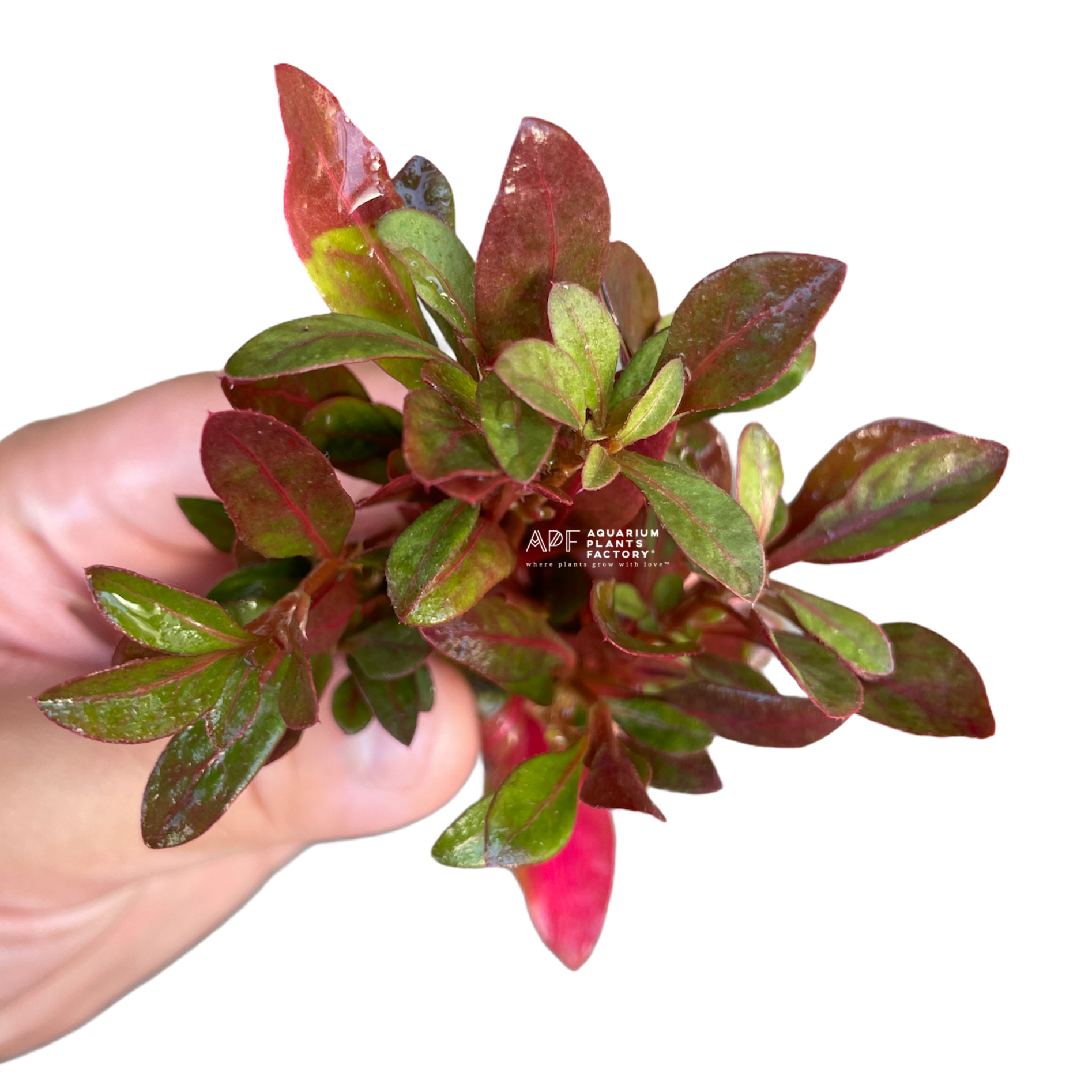 Alternanthera Red Broad Leaf - Aquarium Plants Factory