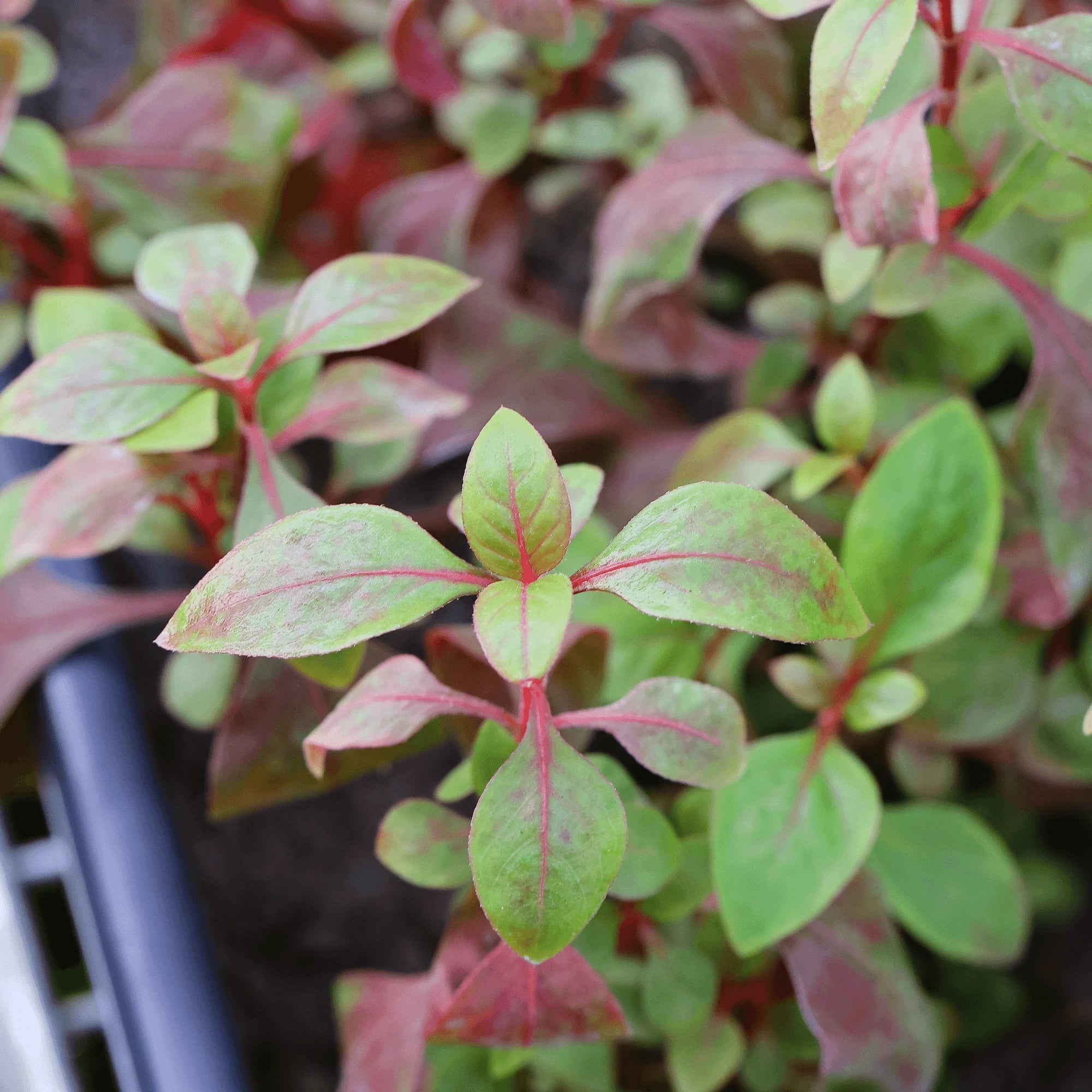 Alternanthera Red Broad Leaf - Aquarium Plants Factory