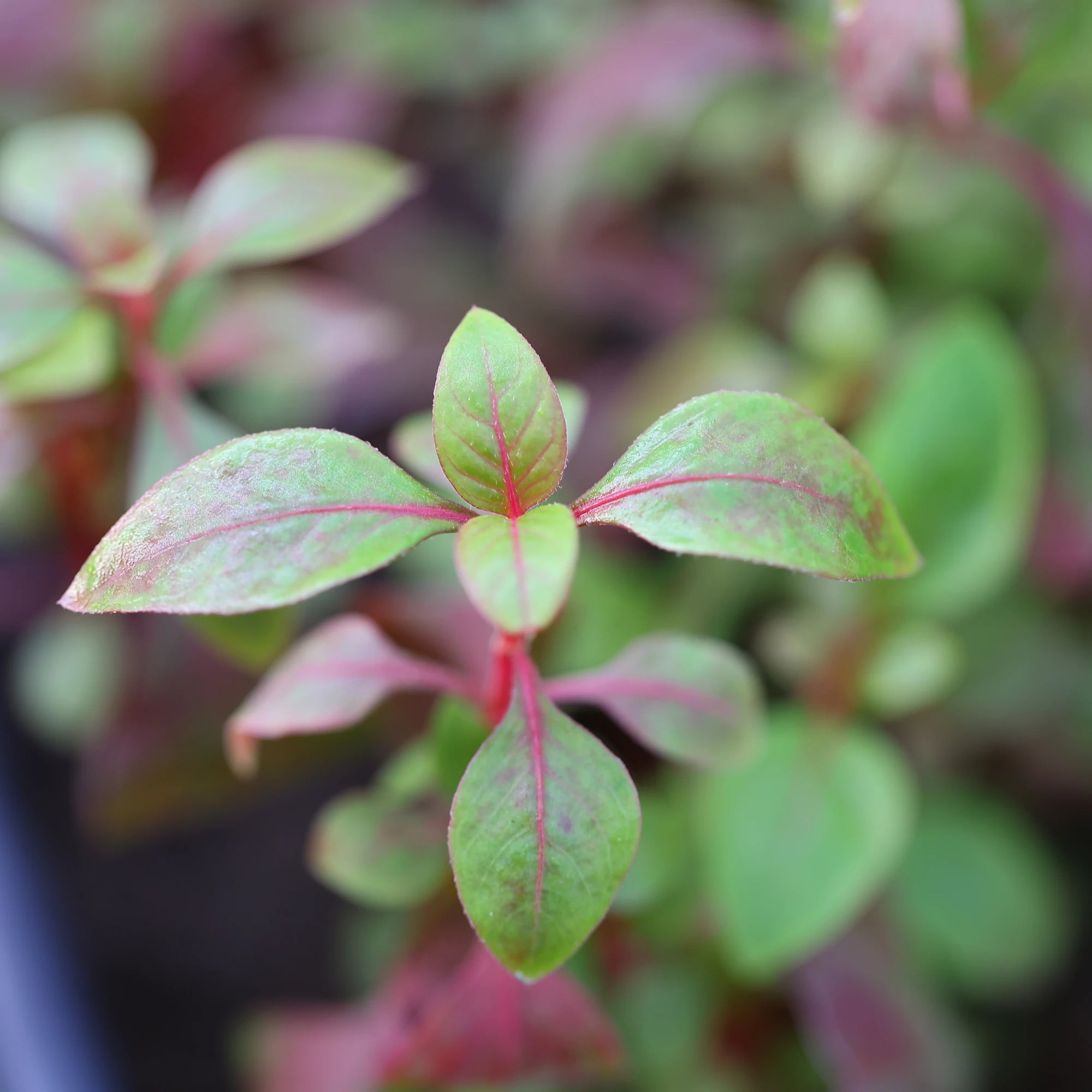 Alternanthera Red Broad Leaf - Aquarium Plants Factory