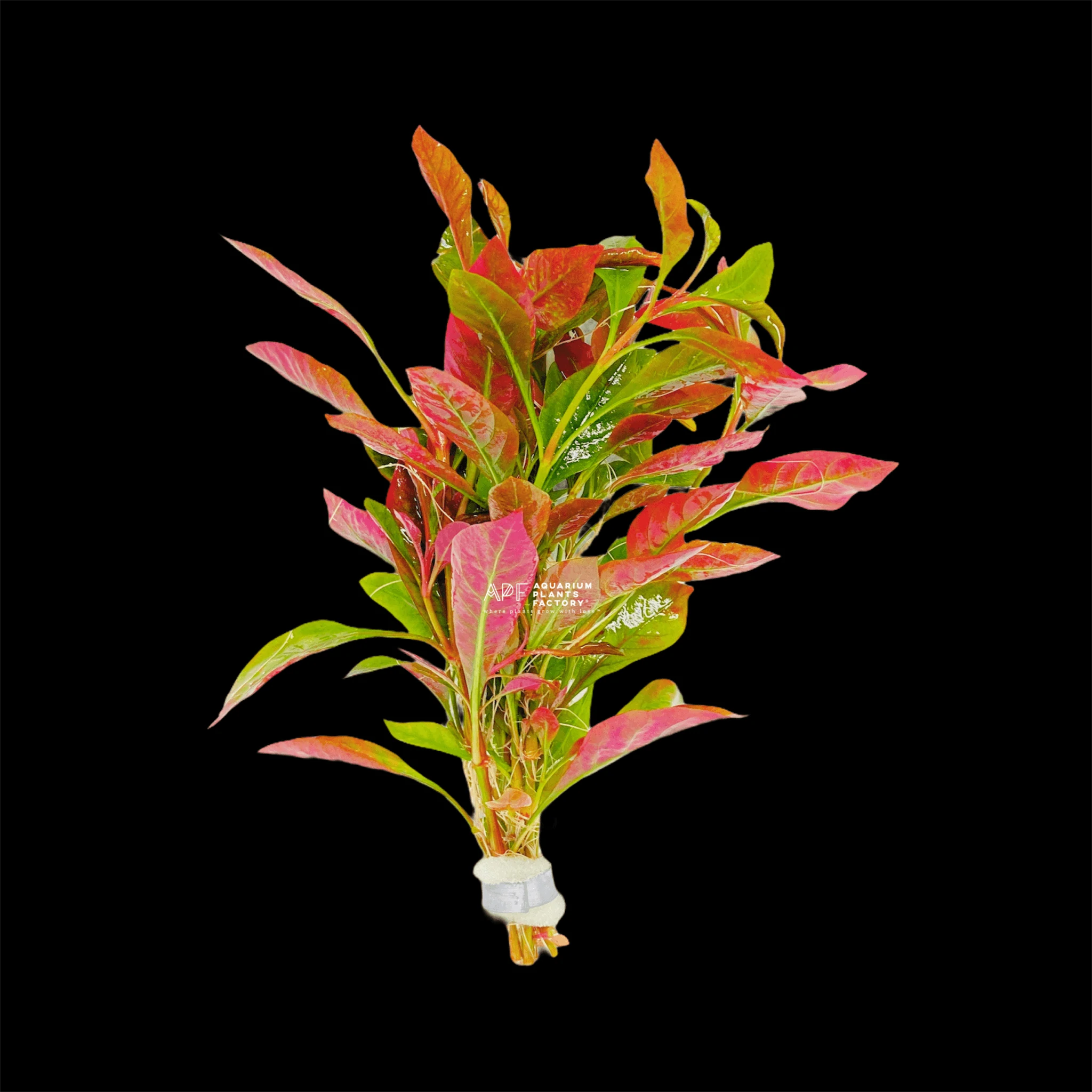 Alternanthera Red Broad Leaf Bundle Aquarium Plants Factory
