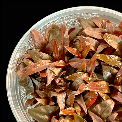 Alternanthera Reineckii Mini - Tissue Culture Cup / Mini Scarlet Temple - Aquarium Plants Factory