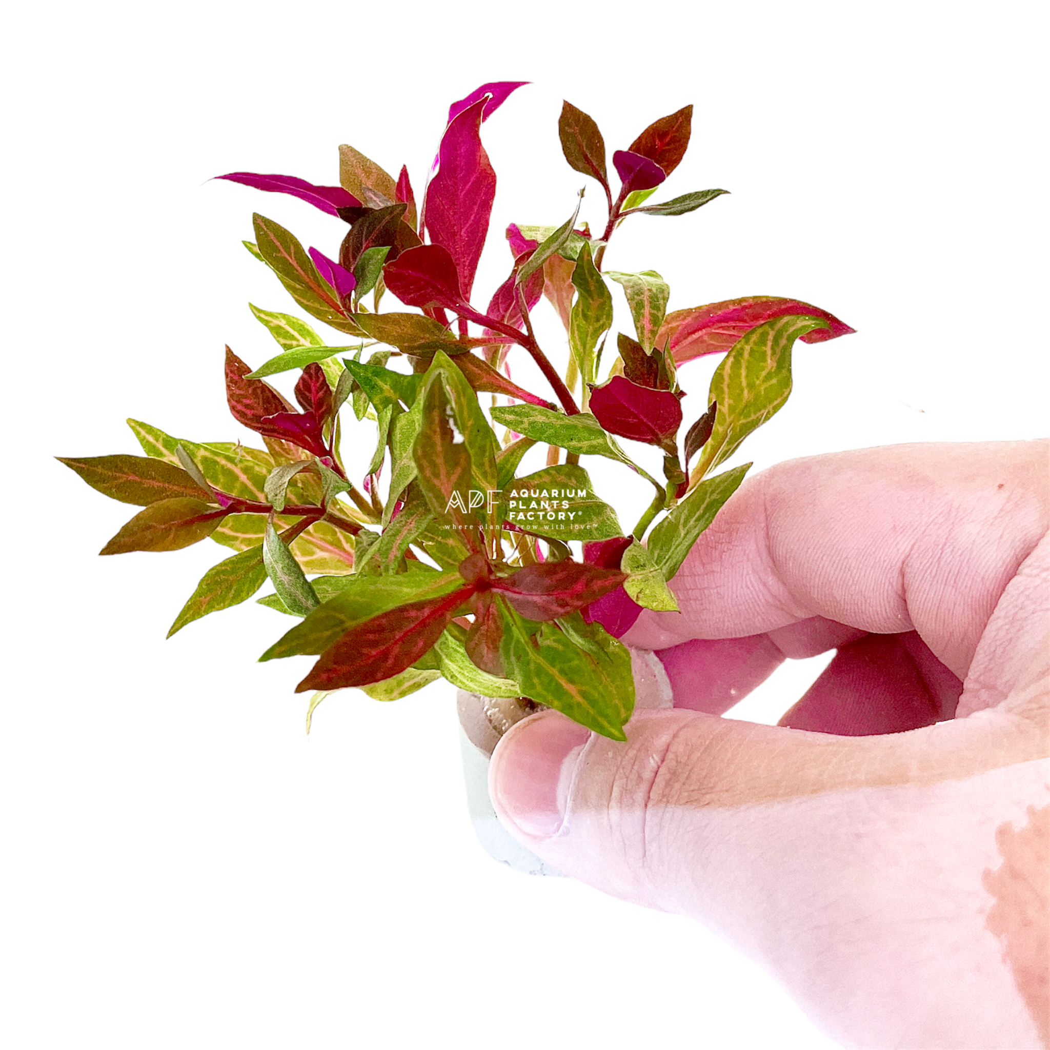 Alternanthera Rosanervig is a captivating aquatic plant celebrated for its striking pink veins and vibrant coloration. This unique plant is a favorite among aquascaping enthusiasts, adding a splash of color and dynamic contrast to any freshwater aquarium.