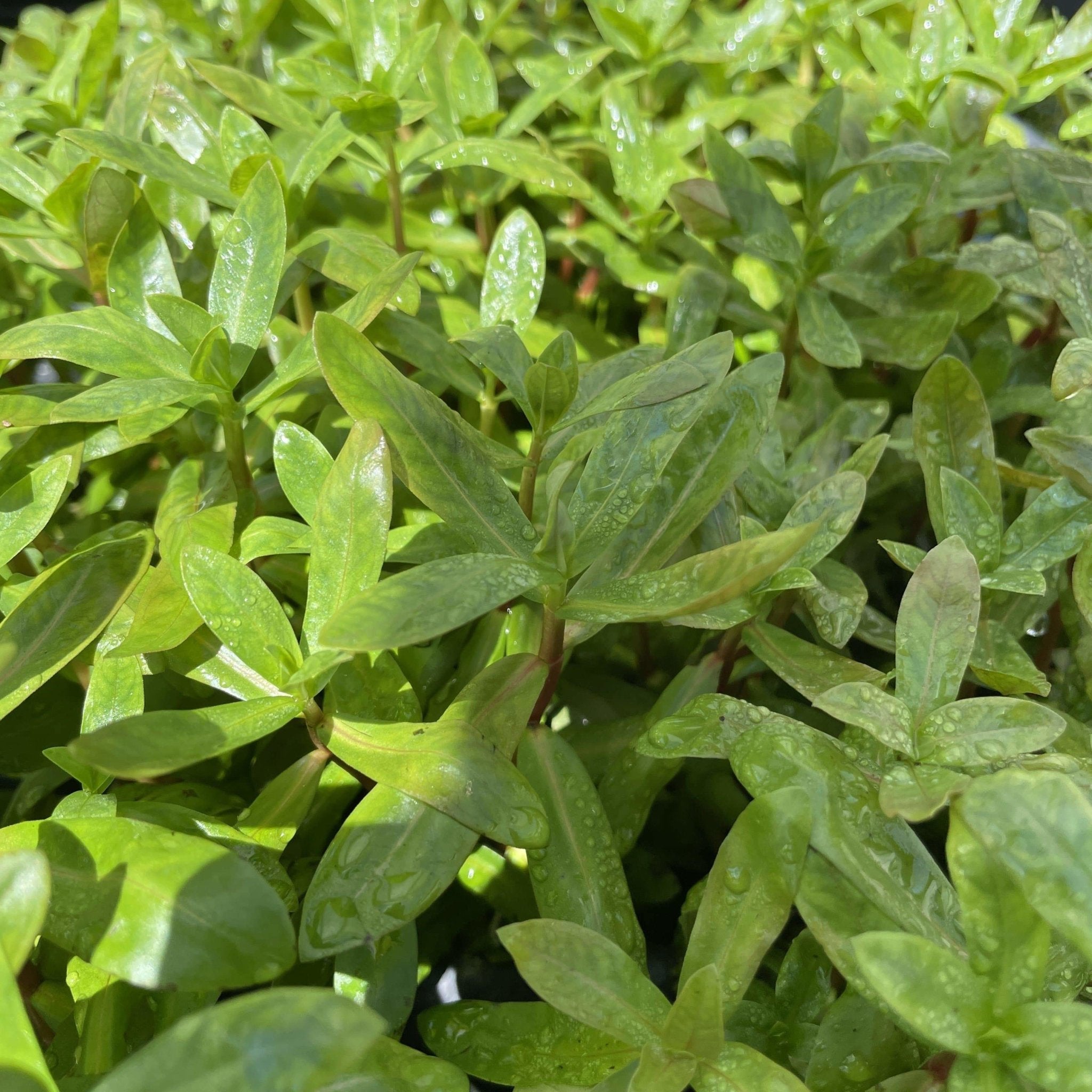 Ammannia Senegalensis - Aquarium Plants Factory