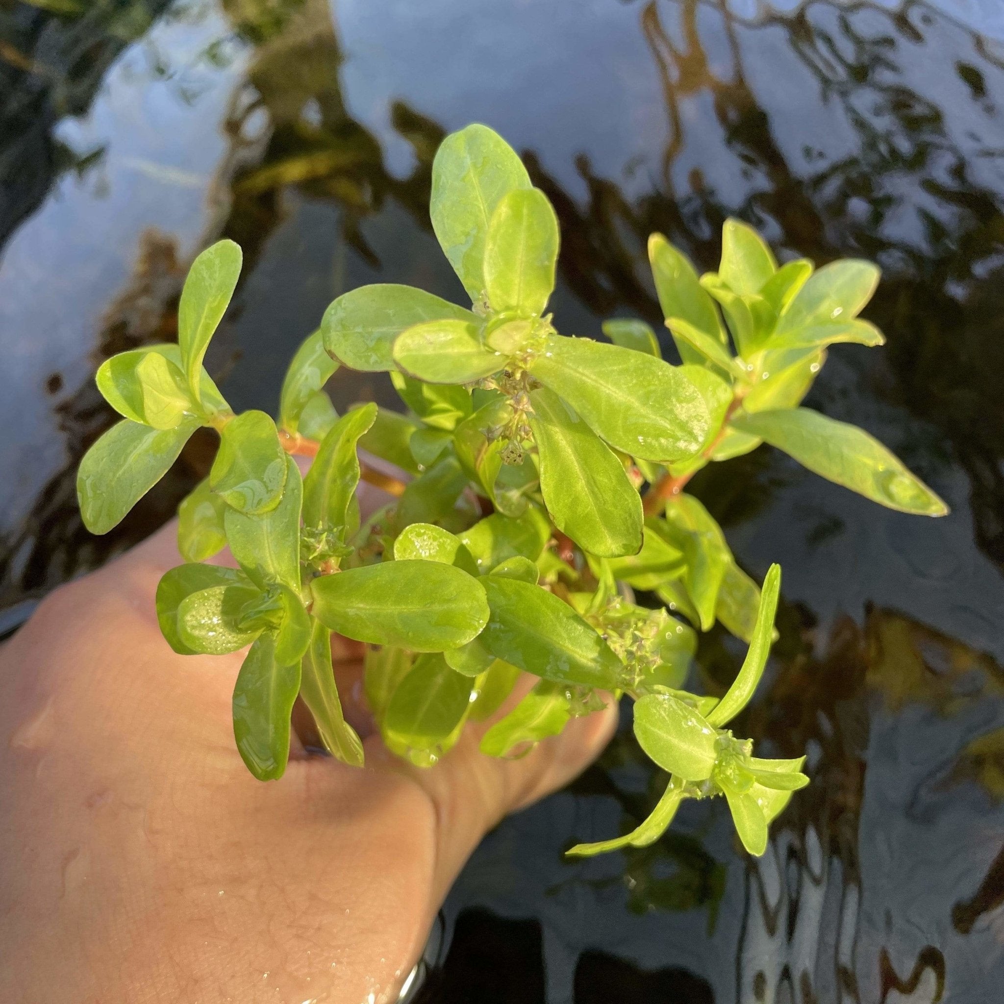 Ammannia Senegalensis - Aquarium Plants Factory