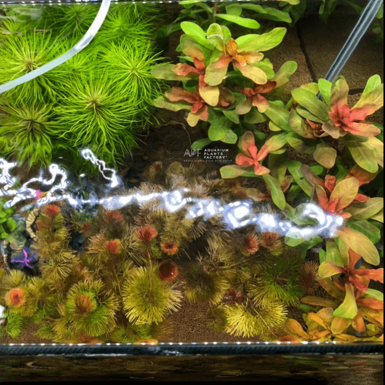 Ammannia Senegalensis - Aquarium Plants Factory