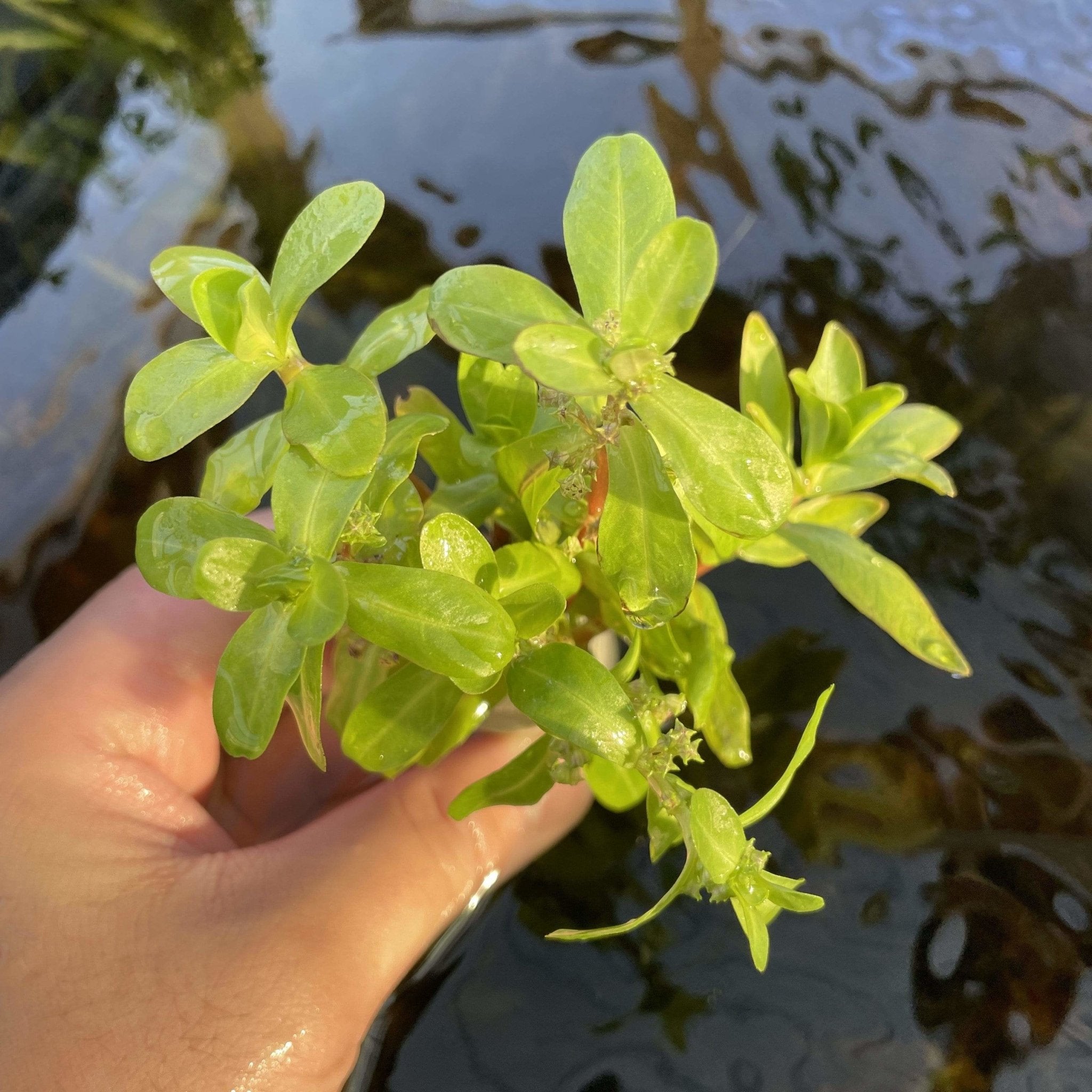 Ammannia Senegalensis - Aquarium Plants Factory