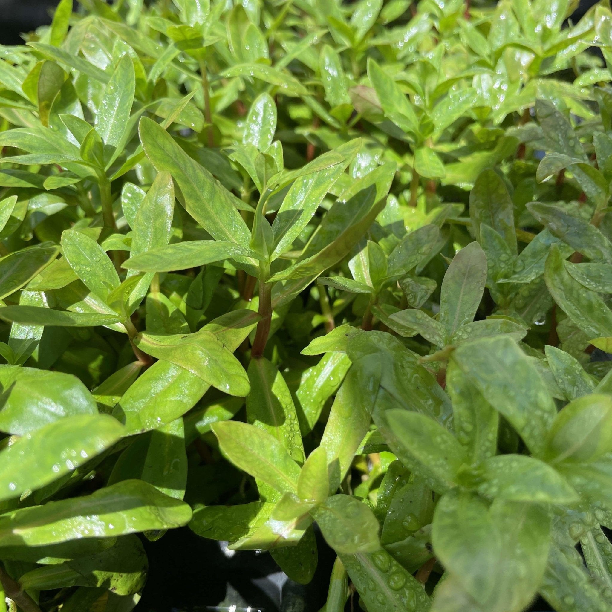 Ammannia Senegalensis - Aquarium Plants Factory