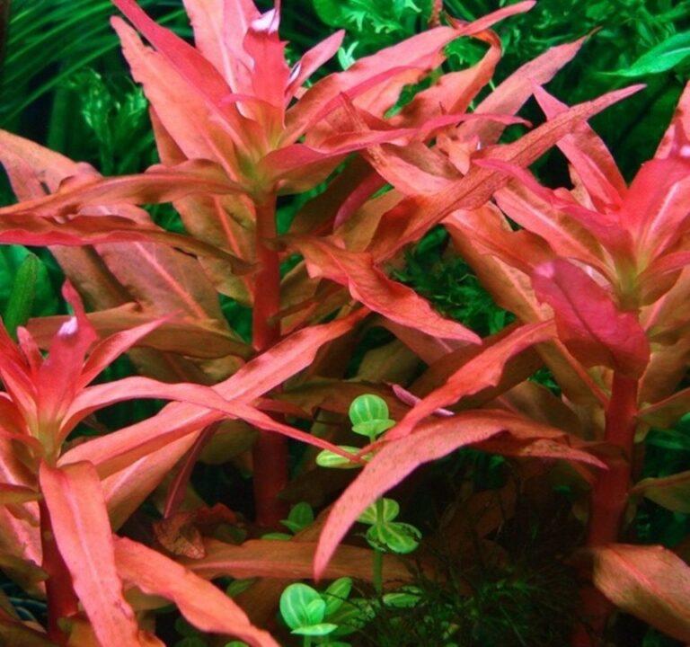 Ammannia Senegalensis - Aquarium Plants Factory