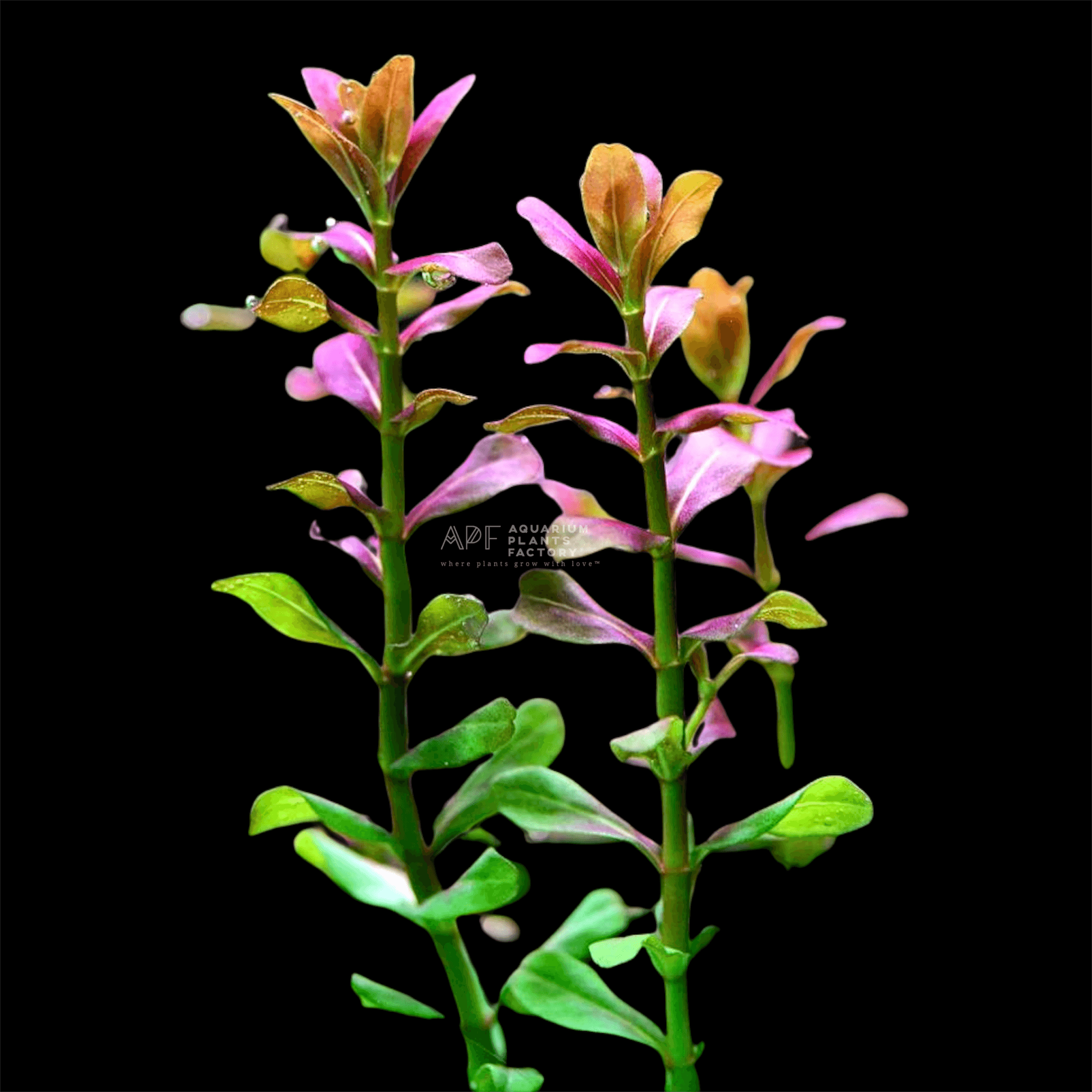 Ammannia Sulawesi - Aquarium Plants Factory