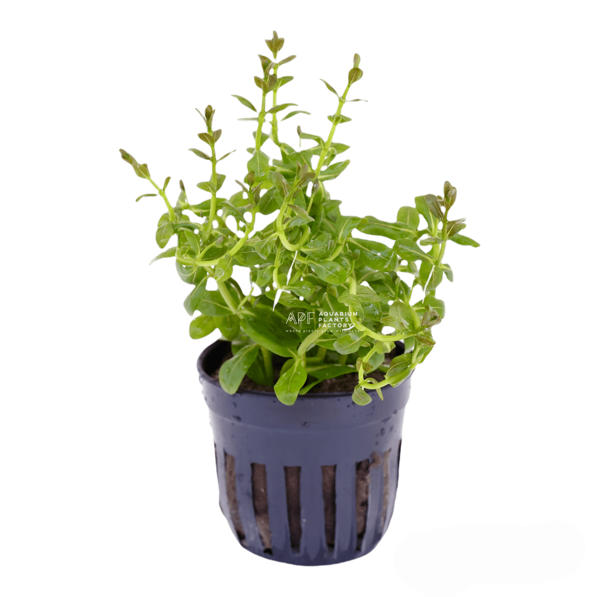 Ammannia Sulawesi - Aquarium Plants Factory