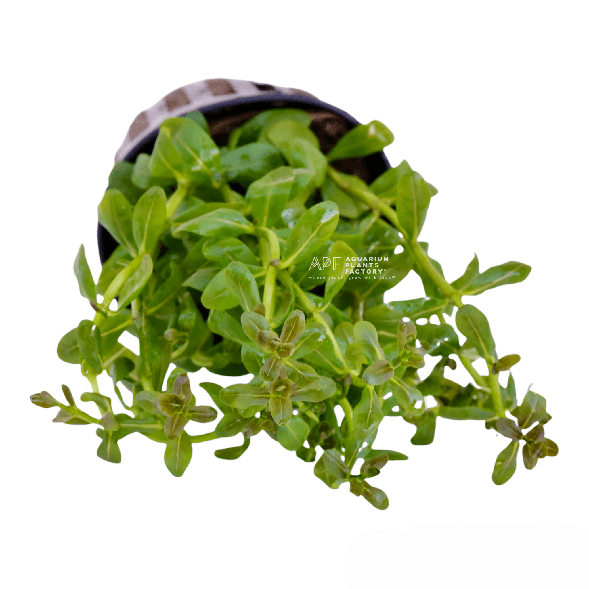 Ammannia Sulawesi - Aquarium Plants Factory