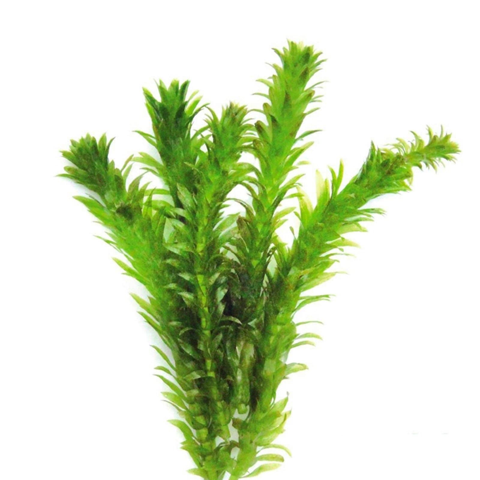 Easy Live Aquarium Plants Package - 4 Kinds - Anacharis,  and more! 