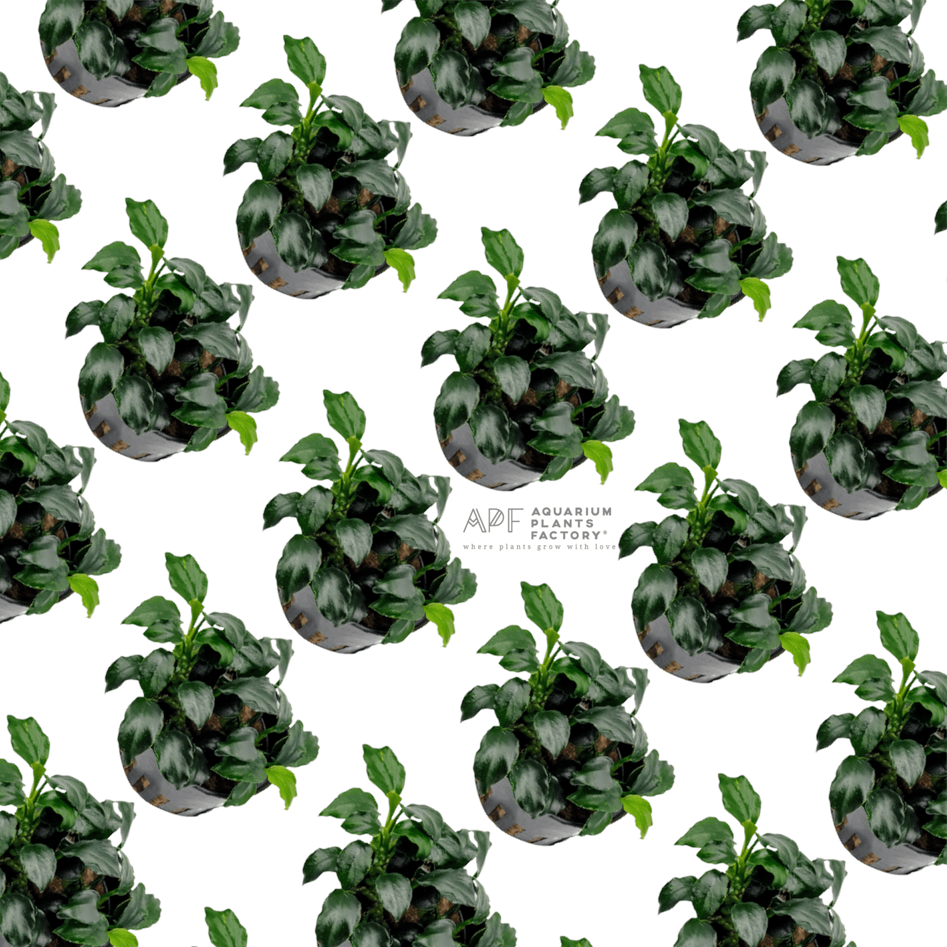 Anubias Barteri Dark Angel Potted | APF Aquarium Plants Factory®