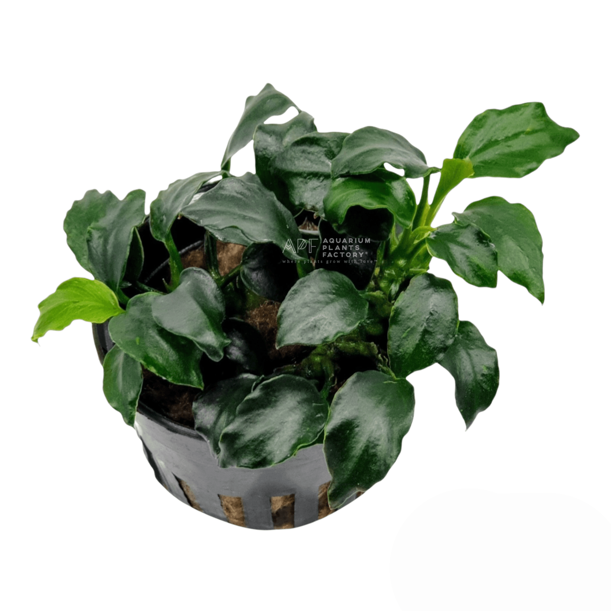 Anubias Barteri Dark Angel | APF Aquarium Plants Factory Rooted Potted