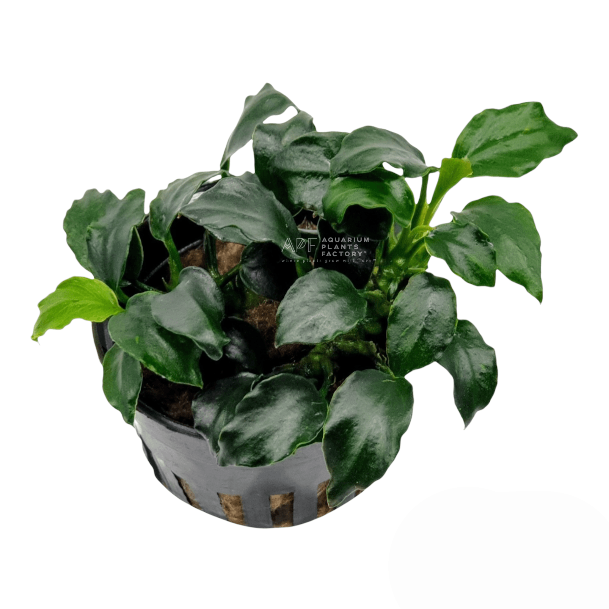 Anubias Barteri Dark Angel Potted | APF Aquarium Plants Factory®